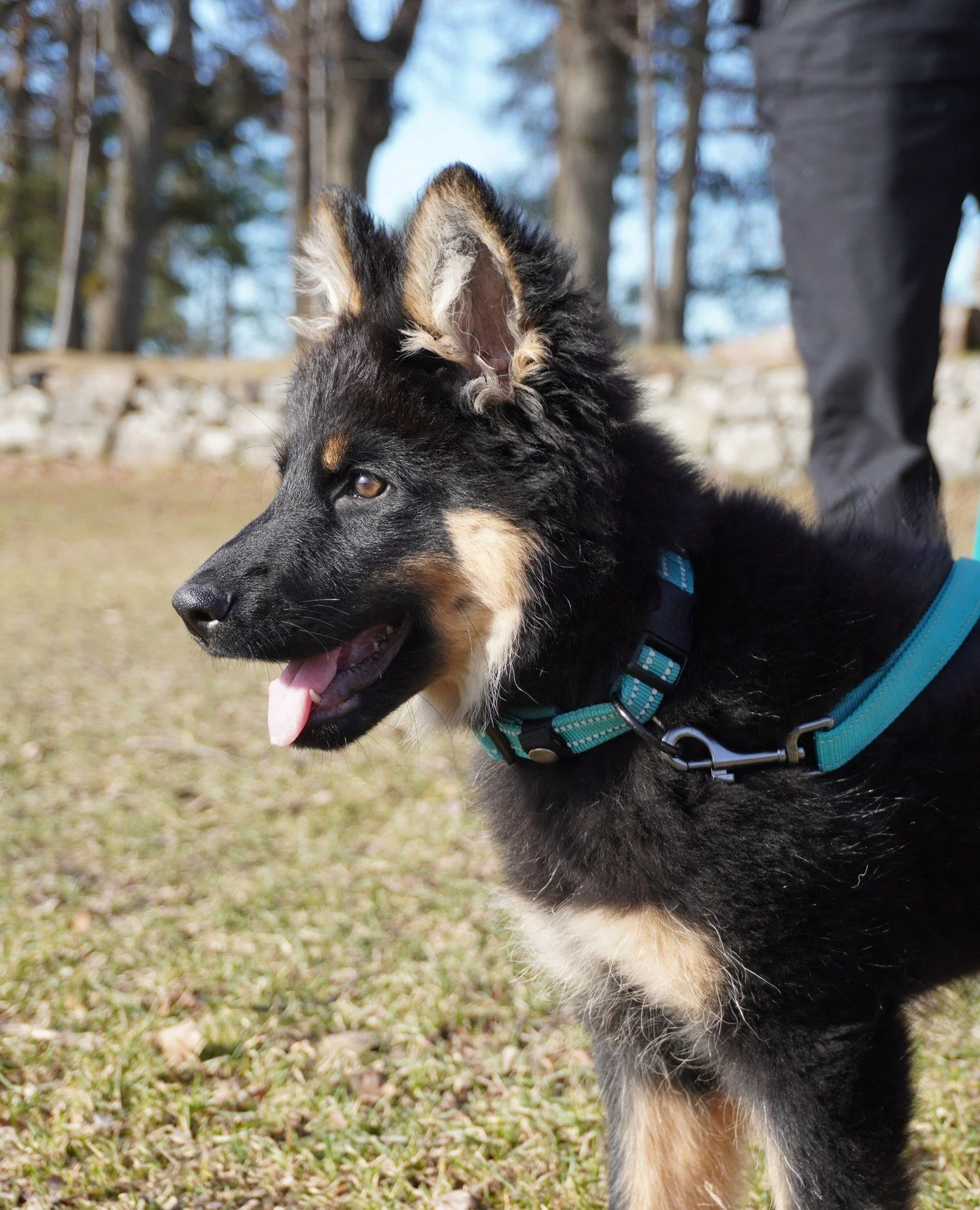 🎄 Venter du valp f&oslash;r jul? 🐶⁠
⁠
Da er det lurt &aring; forberede seg n&aring; &ndash; f&oslash;r den lille flytter inn.⁠
De f&oslash;rste ukene er avgj&oslash;rende for &aring; skape trygghet, ro og gode vaner. 💛⁠
⁠
Hos Norsk Hundehvisker f&