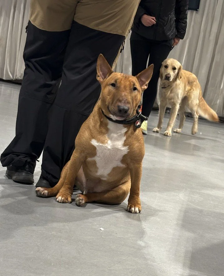🐾 Hundehvisker-kurs⁠
Denne s&oslash;tingen viser akkurat det vi jobber for 💛⁠
P&aring; v&aring;re kurs l&aelig;rer vi deg &aring; bli en trygg og tydelig leder for din hund &ndash; med ro, respekt og god kommunikasjon.⁠
⁠
👉 Les mer og meld deg p&a