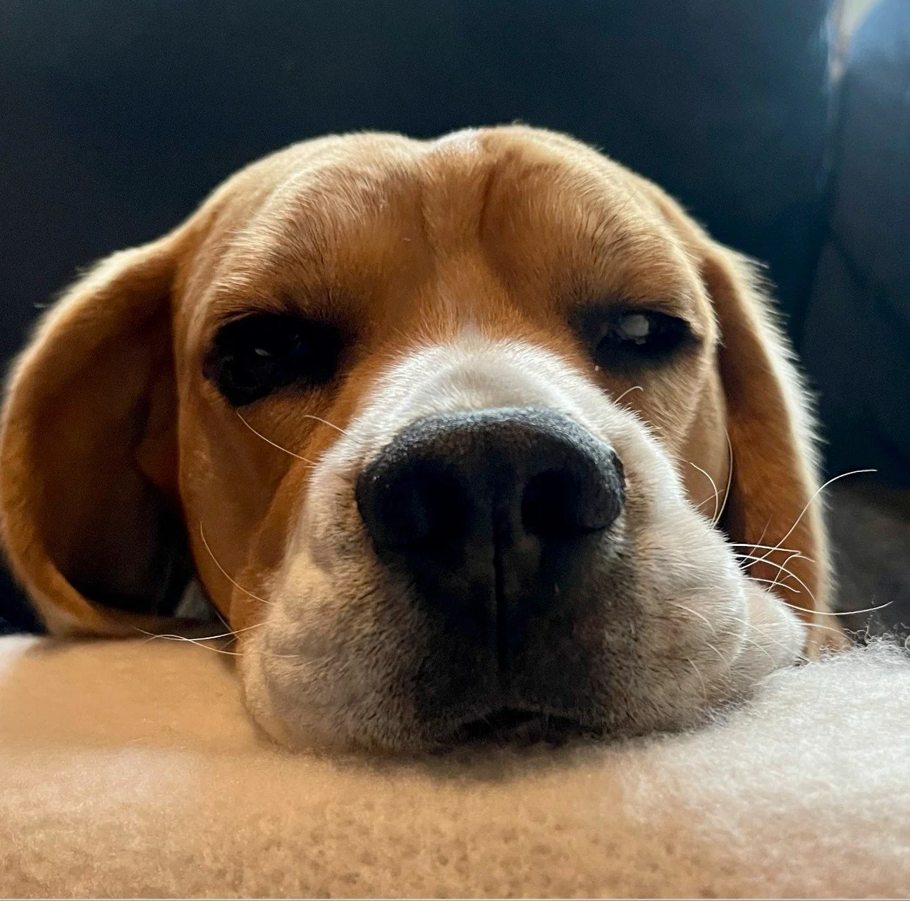 🐾 God l&oslash;rdag, dere!⁠
H&aring;per helgen byr p&aring; gode turer, glade haler og masse kos 🐶💛⁠
⁠
www.hundehvisker.no⁠
⁠
#norskhundehvisker #hundeliv #godl&oslash;rdag #hundeglede #hundekos #hverdagslykke #valpelykke #hundetrening #bestevenn 