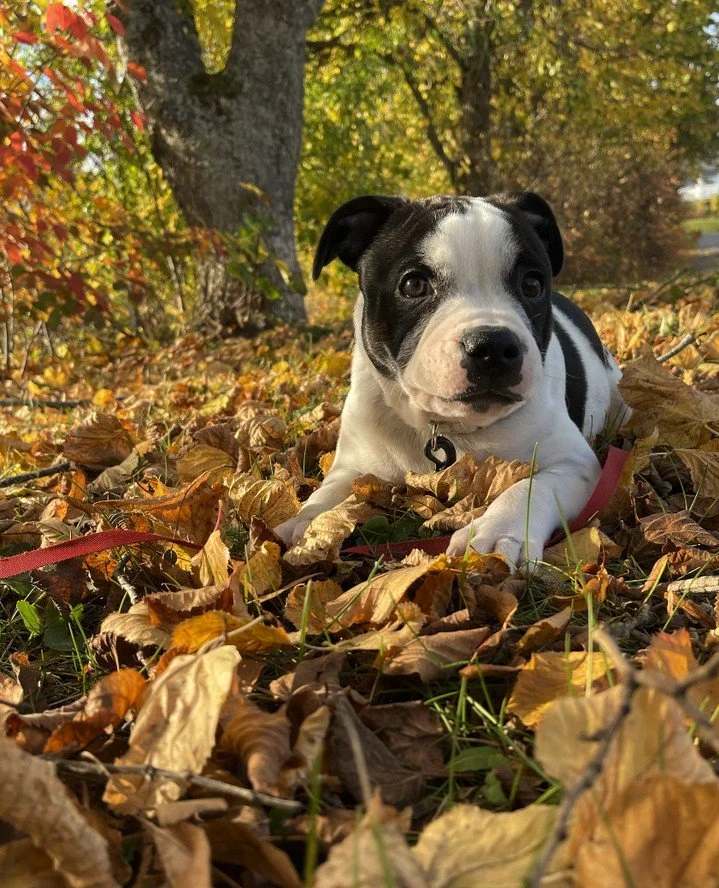 🐾 Valpeguiden &ndash; den beste starten for deg og din valp!⁠
Hos www.valpeguiden.no l&aelig;rer du alt du trenger for &aring; skape trygghet, forst&aring;else og glede fra f&oslash;rste dag 🐶⁠
Med veiledning fra veterin&aelig;r, oppdretter og Nors