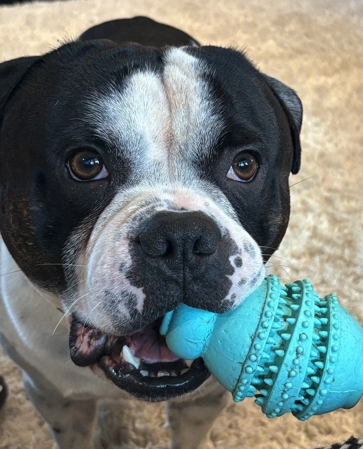 🐾 N&aring;r det er l&oslash;rdag &ndash; er KONG-leken favoritten!⁠
Men ehm&hellip; er det mulig &aring; f&aring; litt p&aring;fyll av KONG-godis, eller? 👀🍪⁠
⁠
⁠
#norskhundehvisker #hundeliv #hundeglede #roligHund #hundetrening #hundekurs #hundema