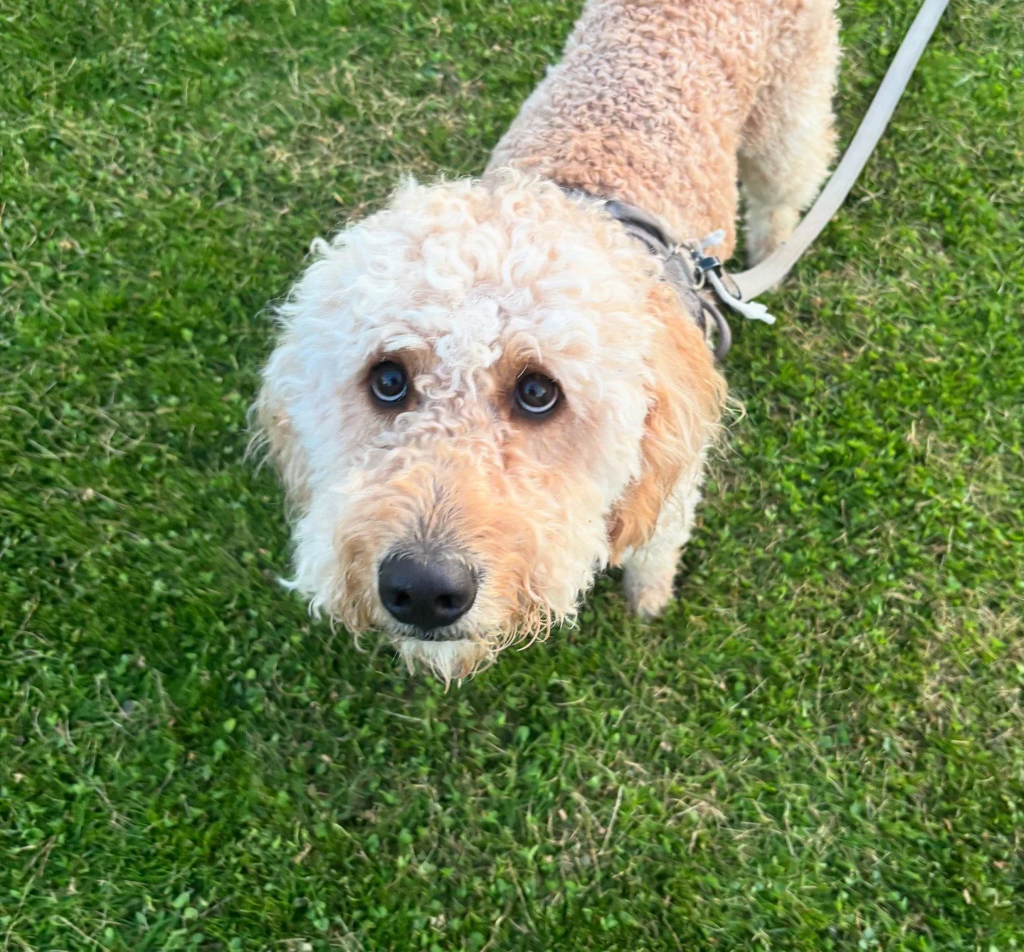 N&aring;r du vet du har gjort noe galt, men h&aring;per sjarmen redder deg 😅💛⁠
⁠
#norskhundehvisker #hundetrening #roligHund #hundekurs #hundetips #hundeliv #hundetrener #hverdagslydighet #hundeglede #hundepsykologi #hundp&aring;tur #m&oslash;tehun