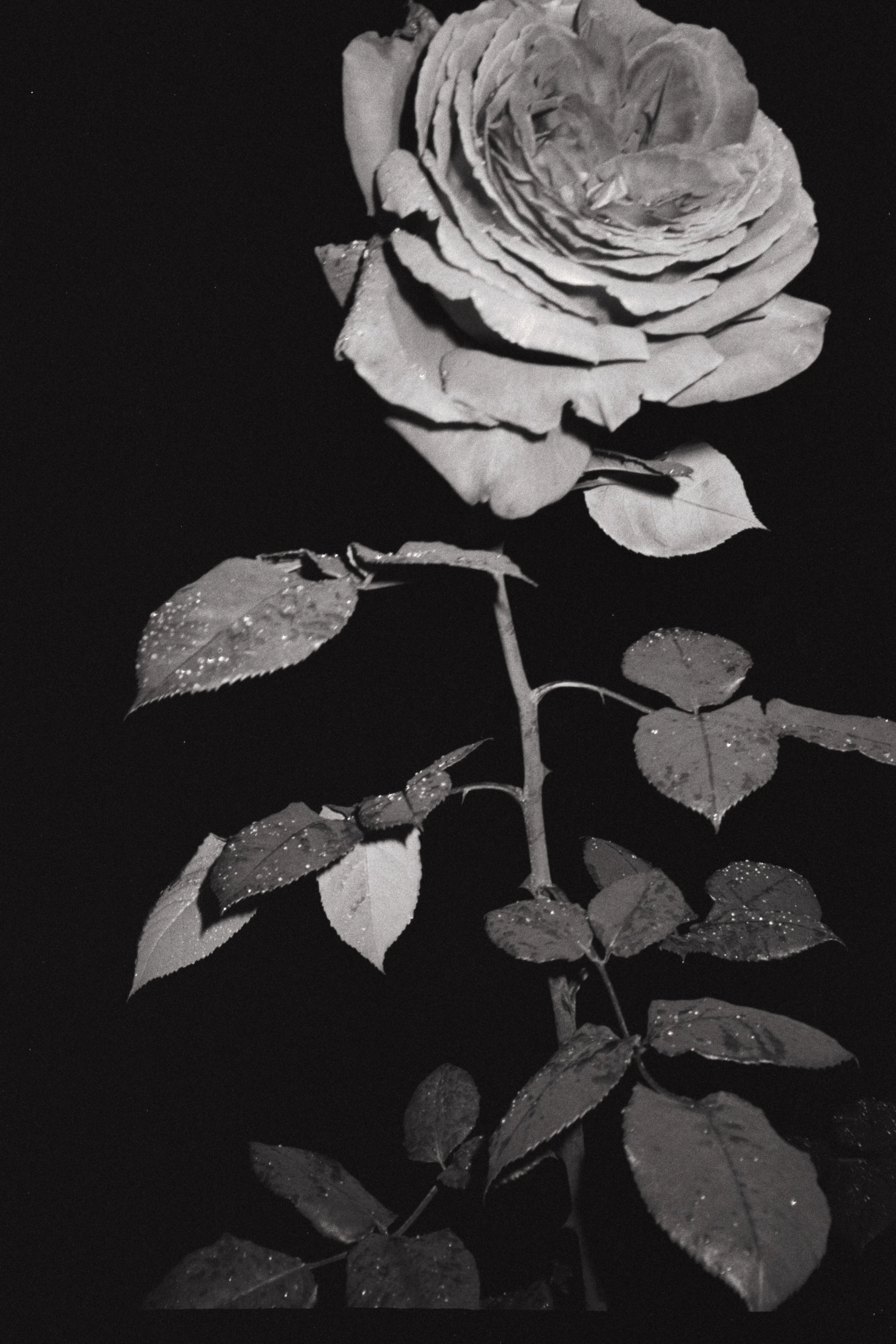 scan0027.jpg