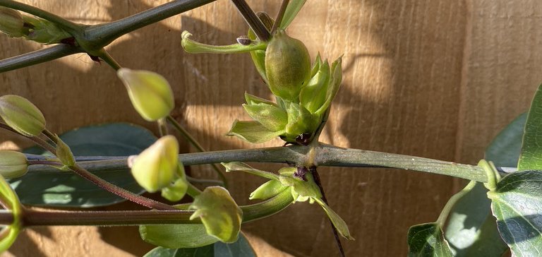 Clematis