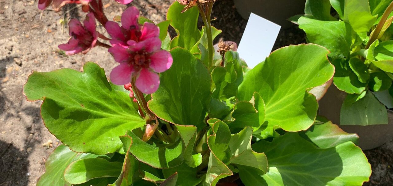 Bergenia autumn magic.jpg