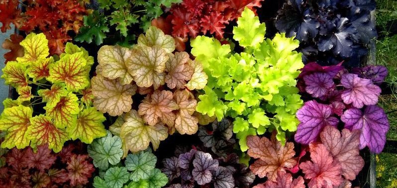 Heuchera.jpg