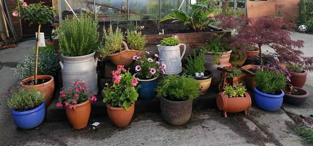 Ten tips for potted plants in your garden.