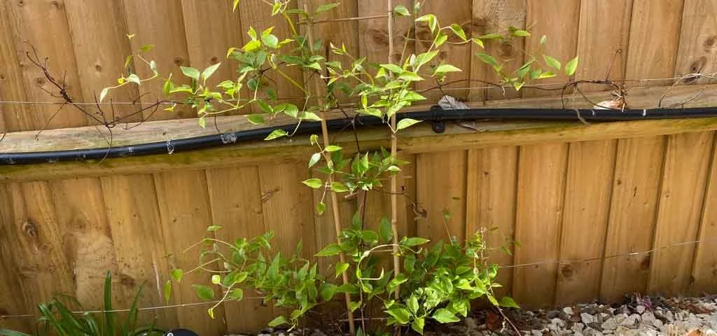 Clematis Crystal Fountain
