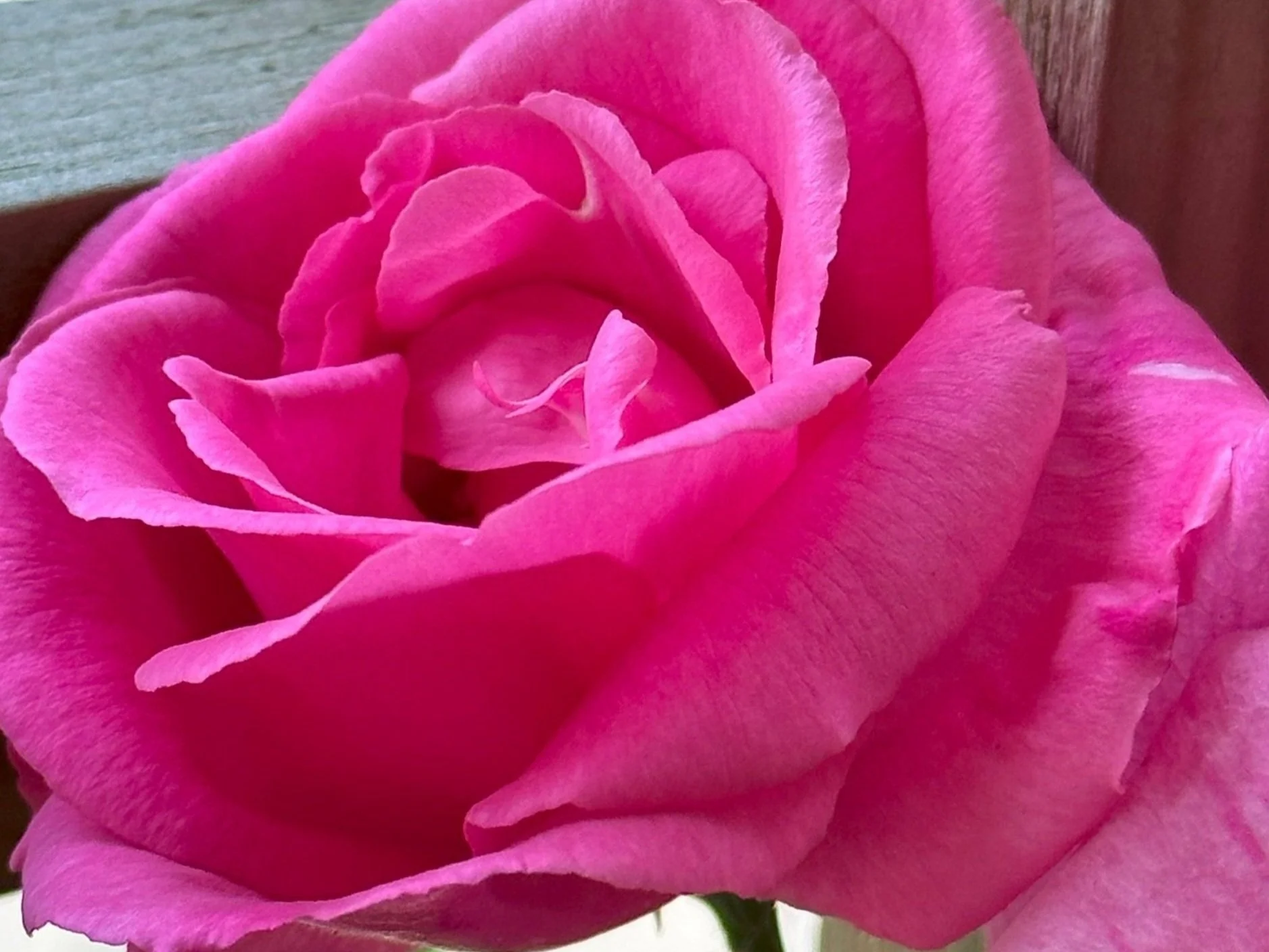 How do I prune my roses?
