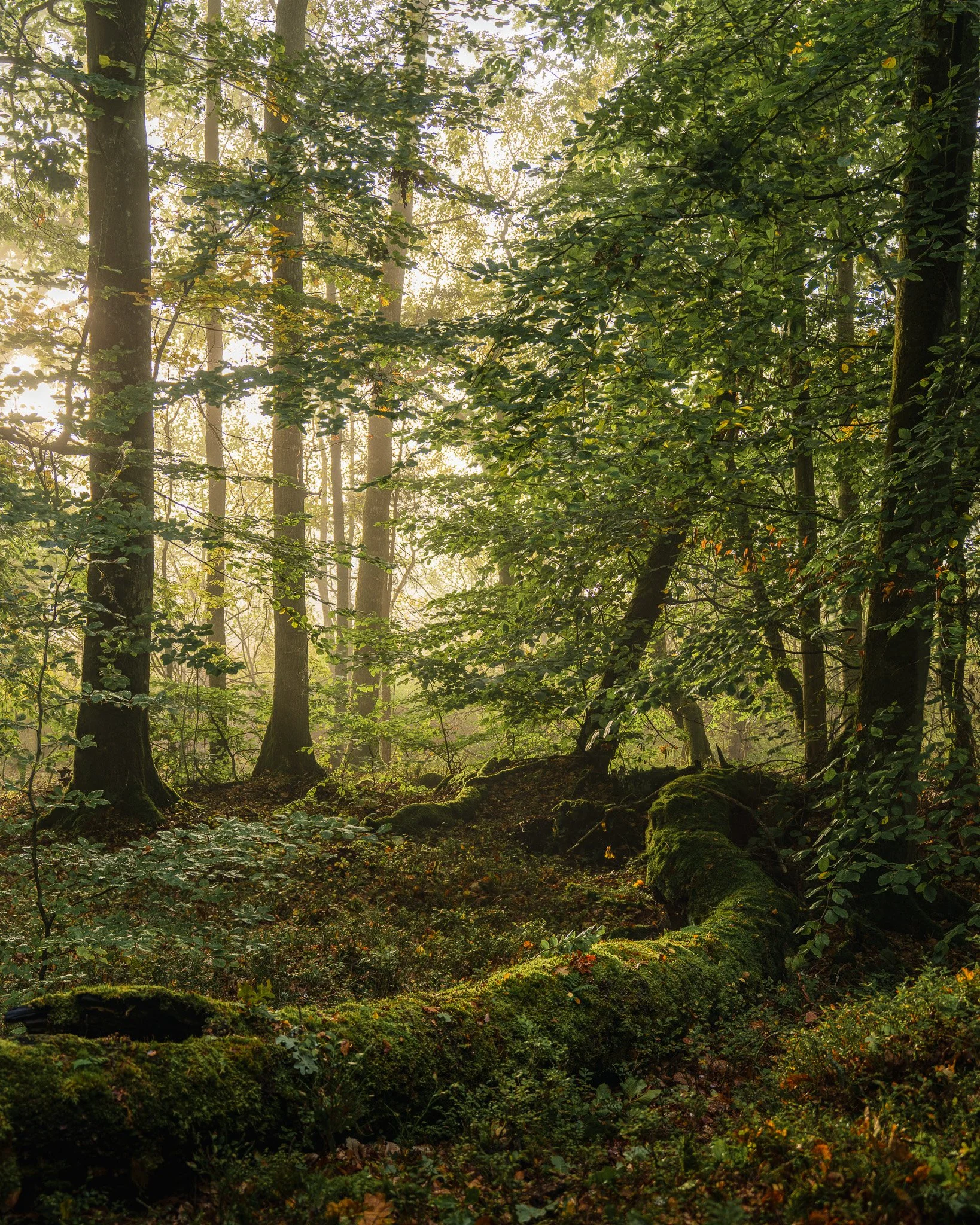 2025-10-08 08-45-00 (B,R6,S4).jpg