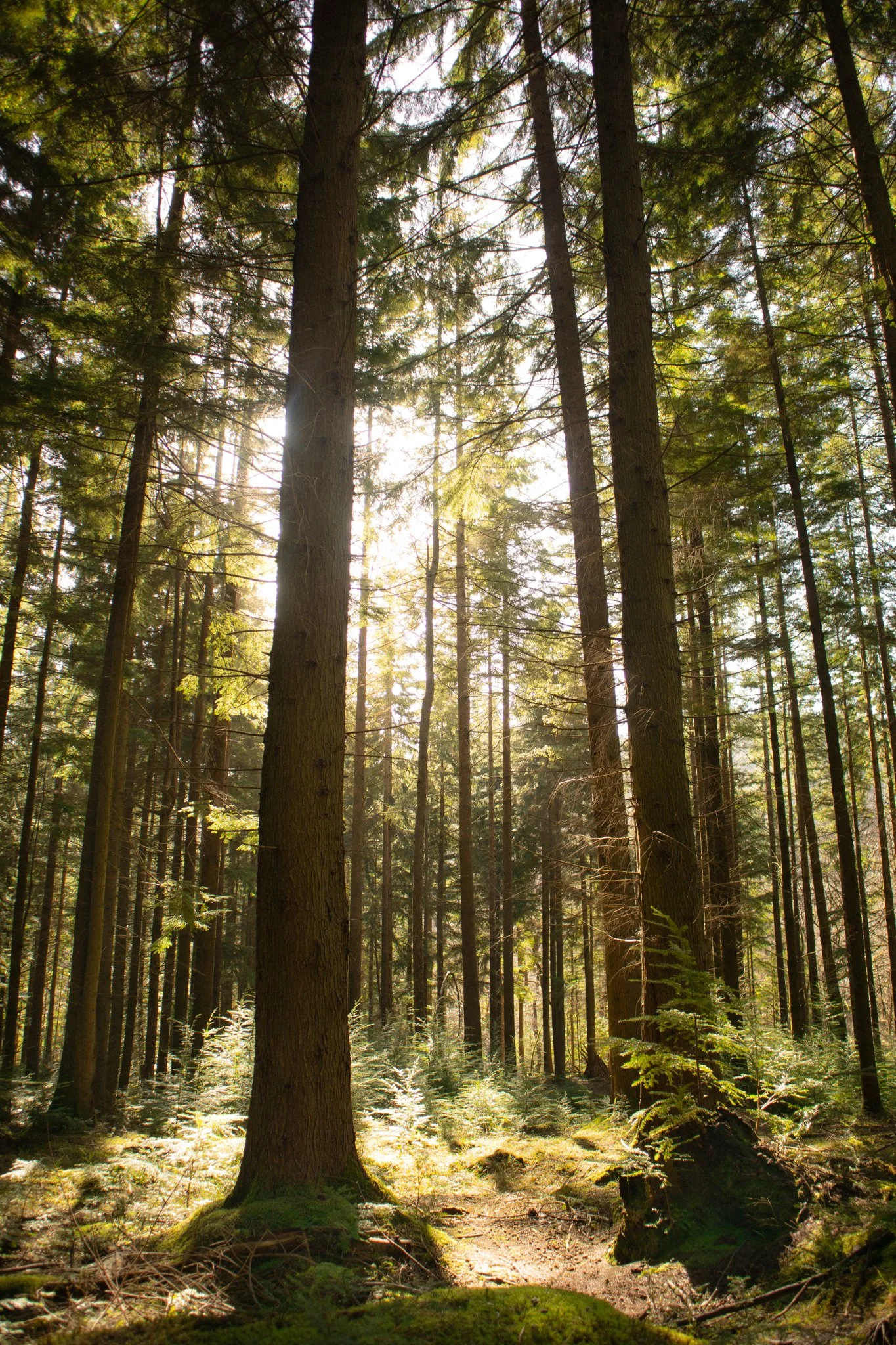 Sunlight filtering through tall evergreen trees in a dense forest with green foliage and moss-covered ground.