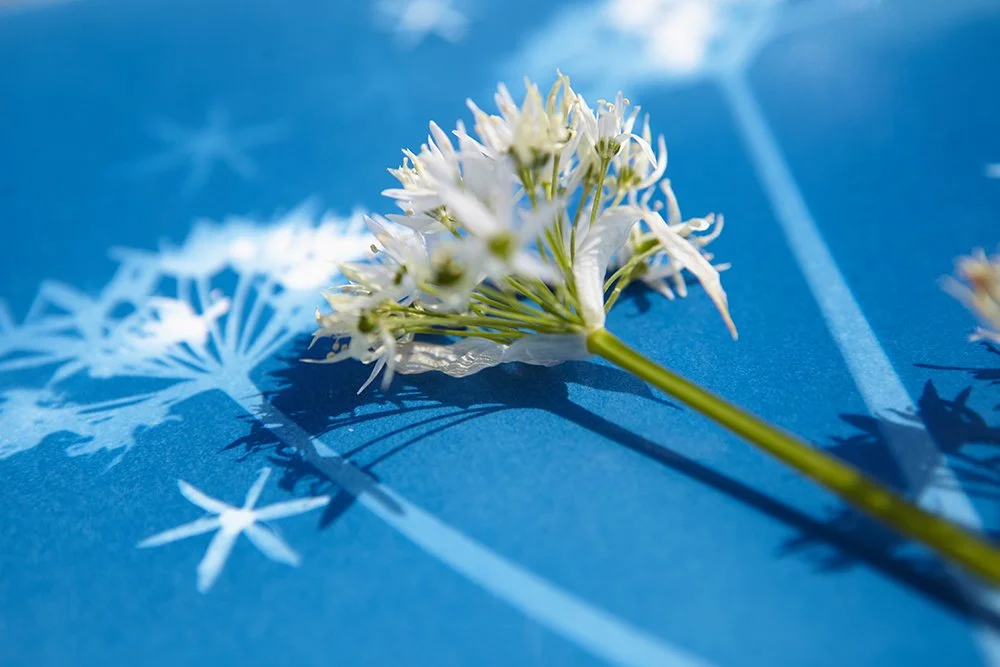 Creative Cyanotype Workshop