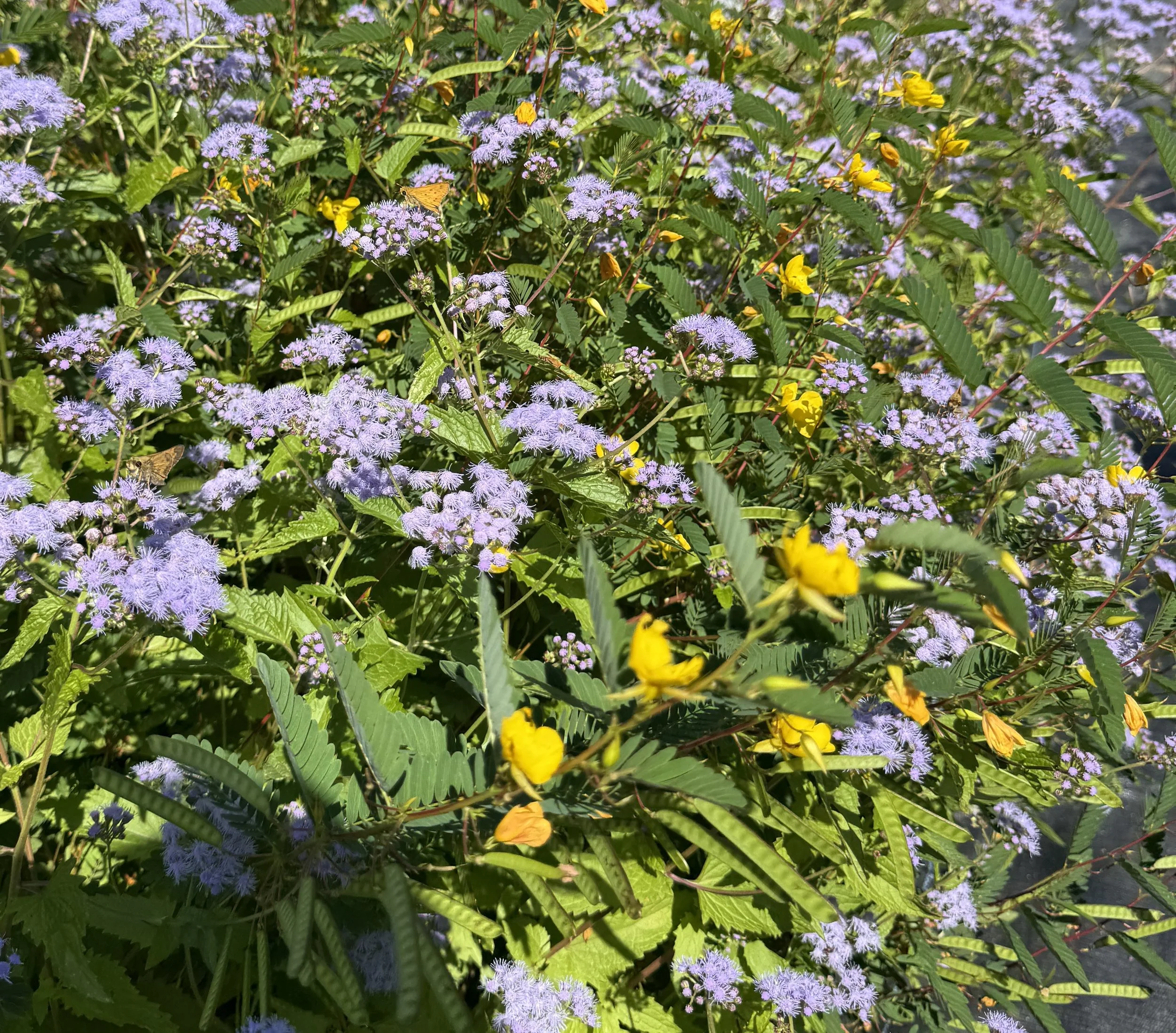 End of Summer Plant Sale - at The LERN Nursery at Taquitock Farm (4300 Eanes Lane)