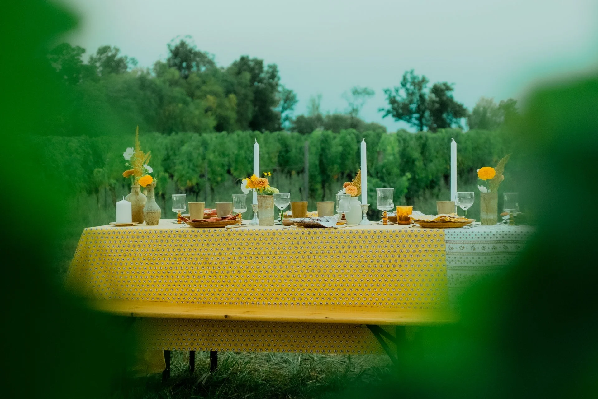 Une table de dîner en plein air au milieu des vignes, pour un mariage ou un dîner privé, avec des vases, des chandeliers, des verres et de la vaisselle sur une nappe jaune à motifs, avec un arrière-plan d'arbres verts et un ciel légèrement nuageux.