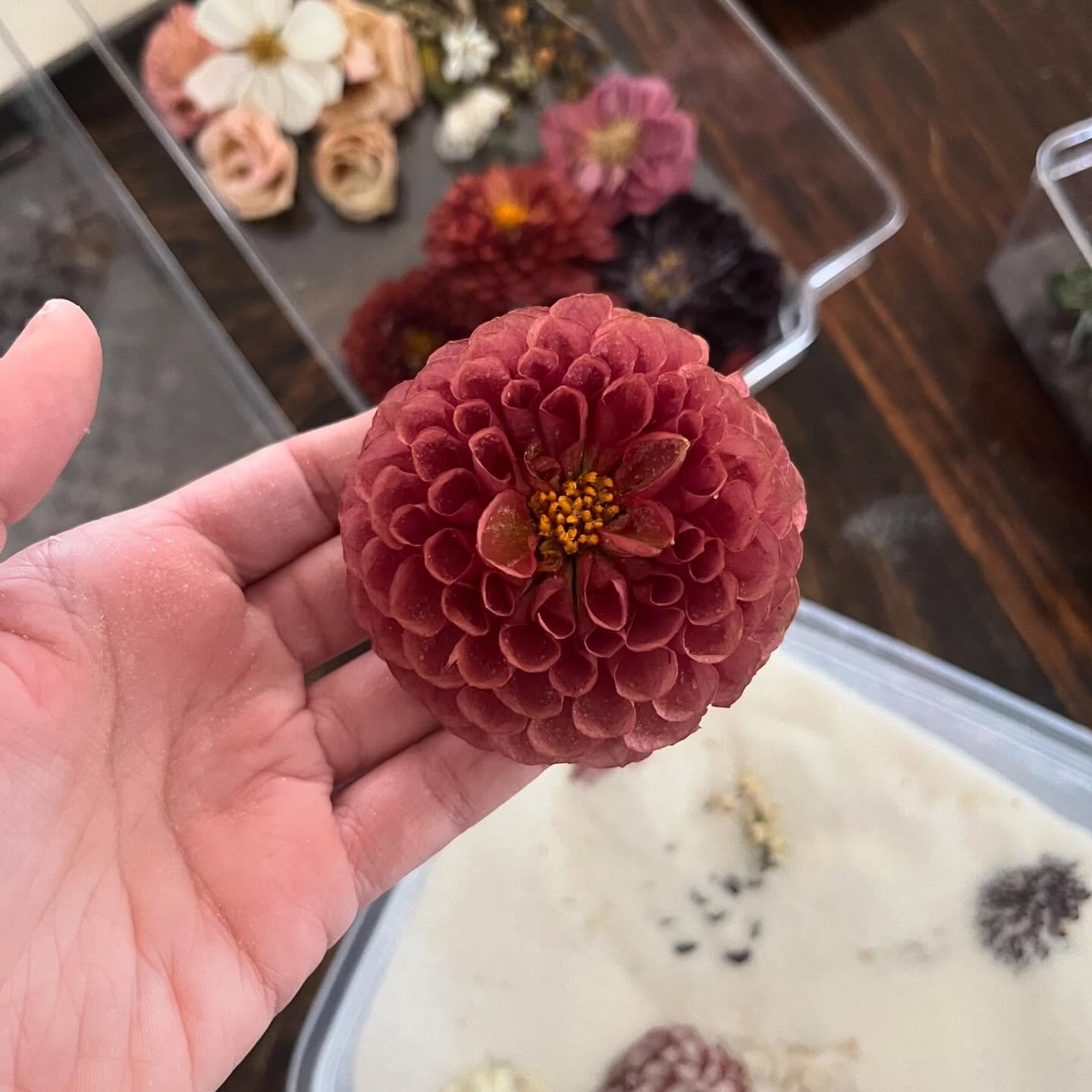 Dahlia perfection 🪷

Removing a bouquet from preservation is a constant surprise. One day you&rsquo;ll pull a gorgeous beauty like this one, and next time it&rsquo;ll all shatter in between your fingers! 

One more reason to trust a professional wit