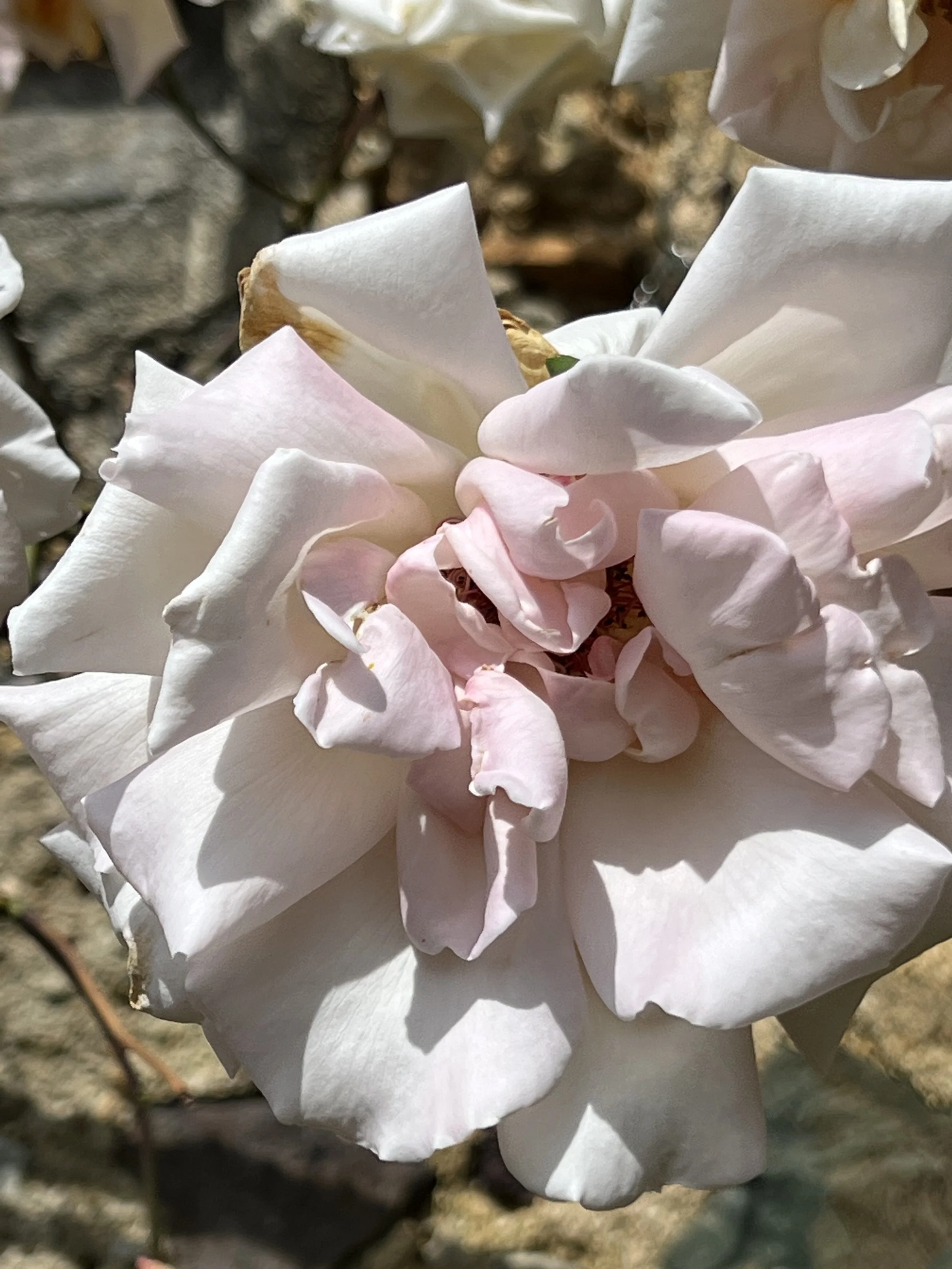 IMG_0959.jpeg