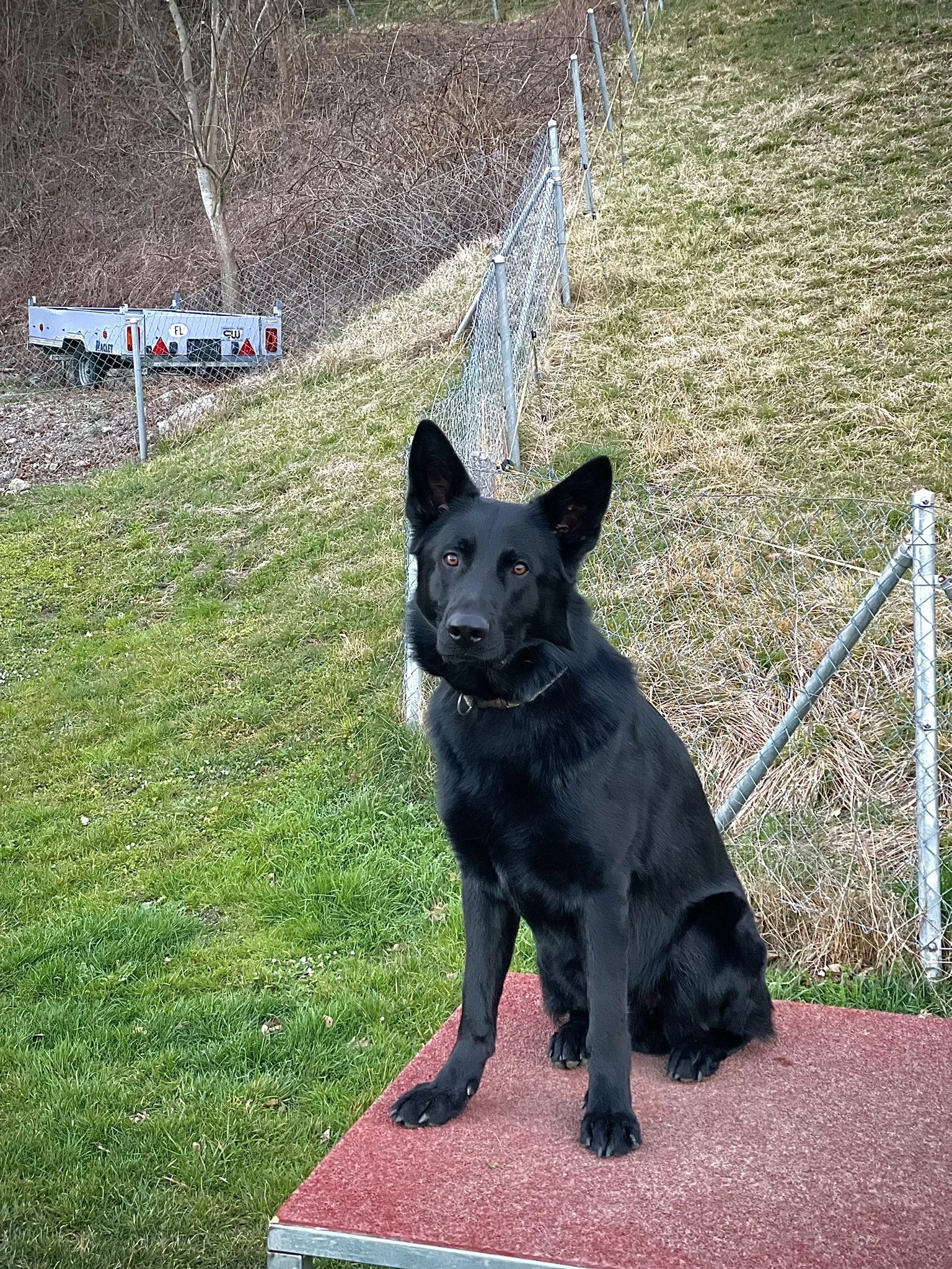 Ein schwarzer Hund mit spitzen Ohren liegt auf grünem Gras.