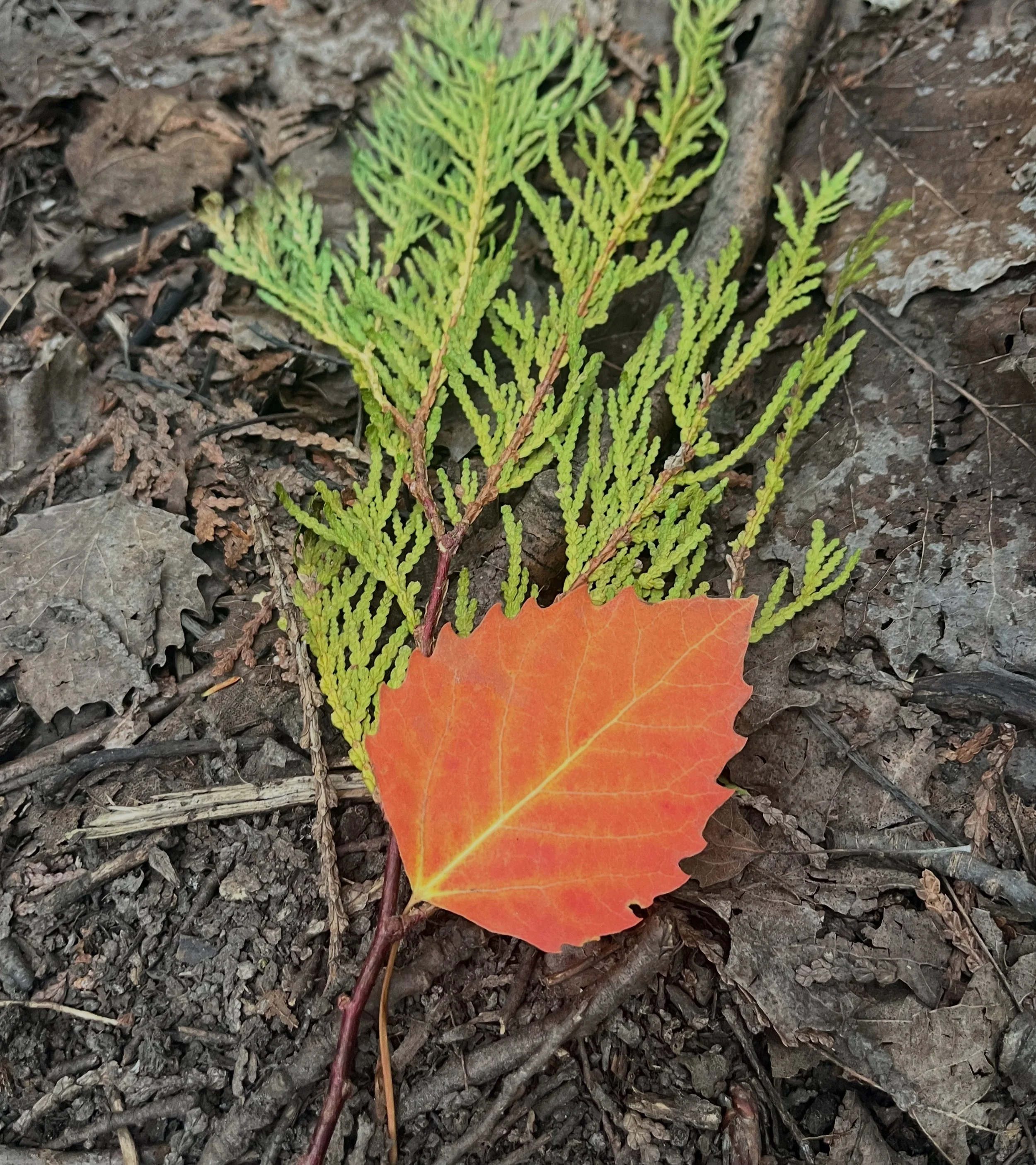 SGBCHC Green RX Walk