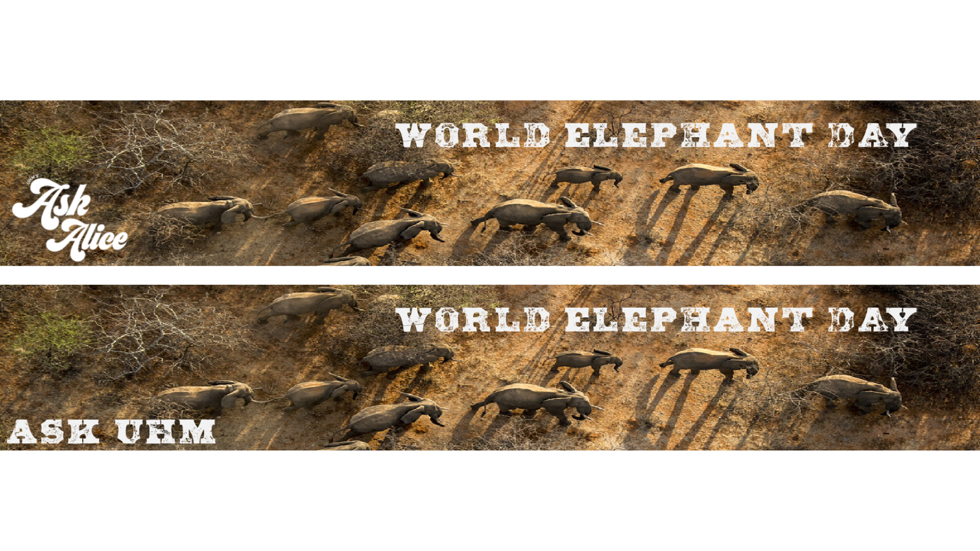 Ask Alice & Ask UHM | World Elephant Day