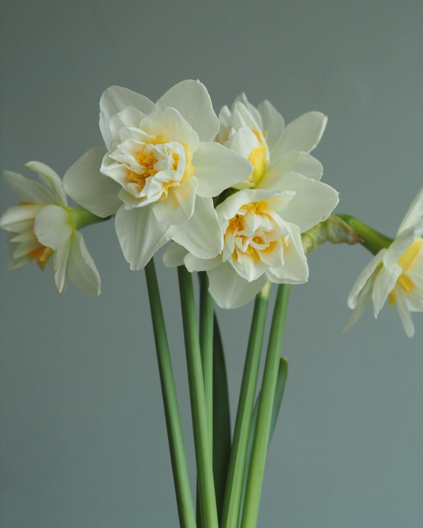 Spring is just around the corner &amp; these double daffs are a cheerful reminder 🌱 

#daffodils #doubledaffodils #springflowers #vancouverflorist #yvrflorist #