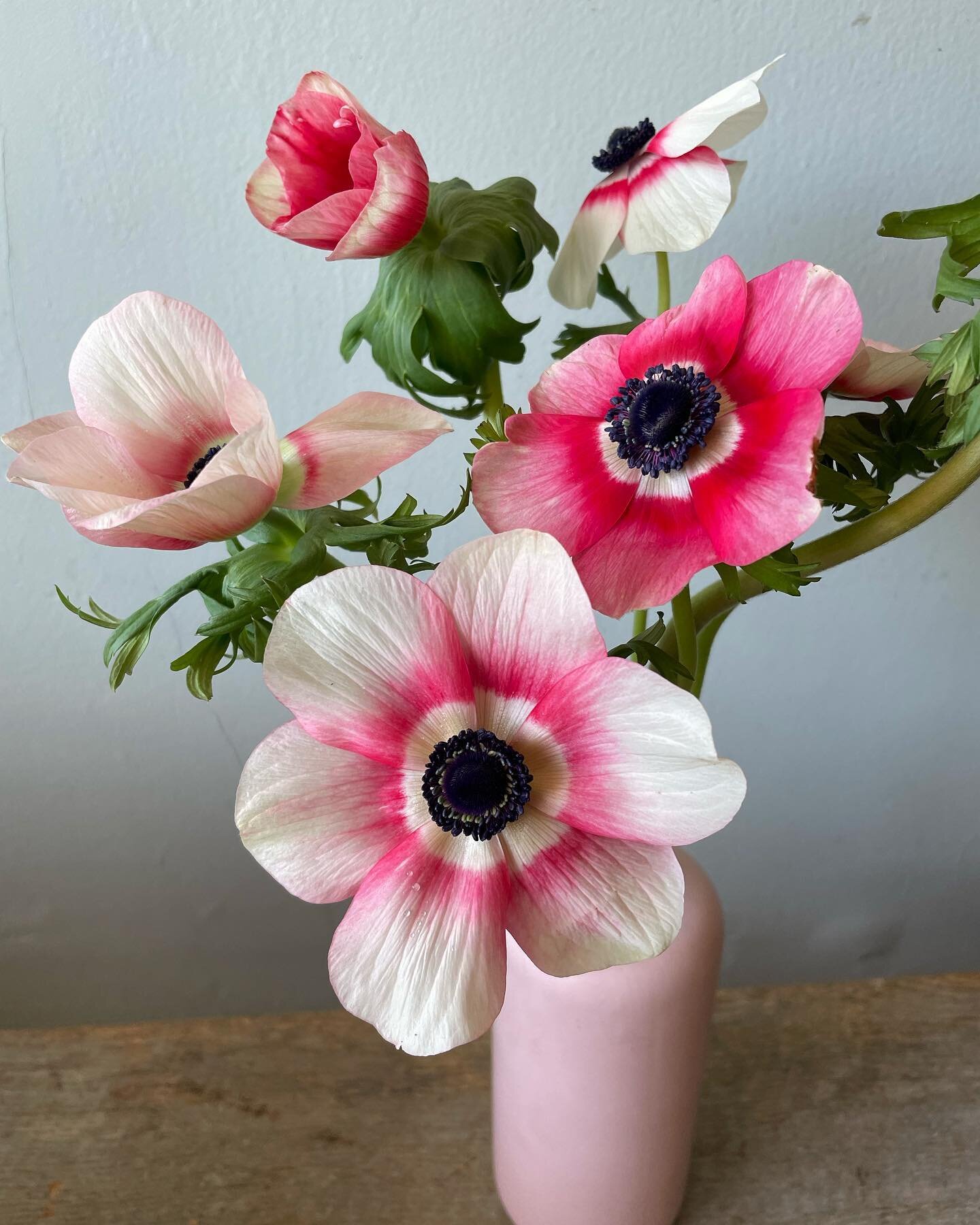Loving the local Anemones 🥰
@vangameren_flowers 

#anemones #springflowers #yvrflorist #anemoneflowers