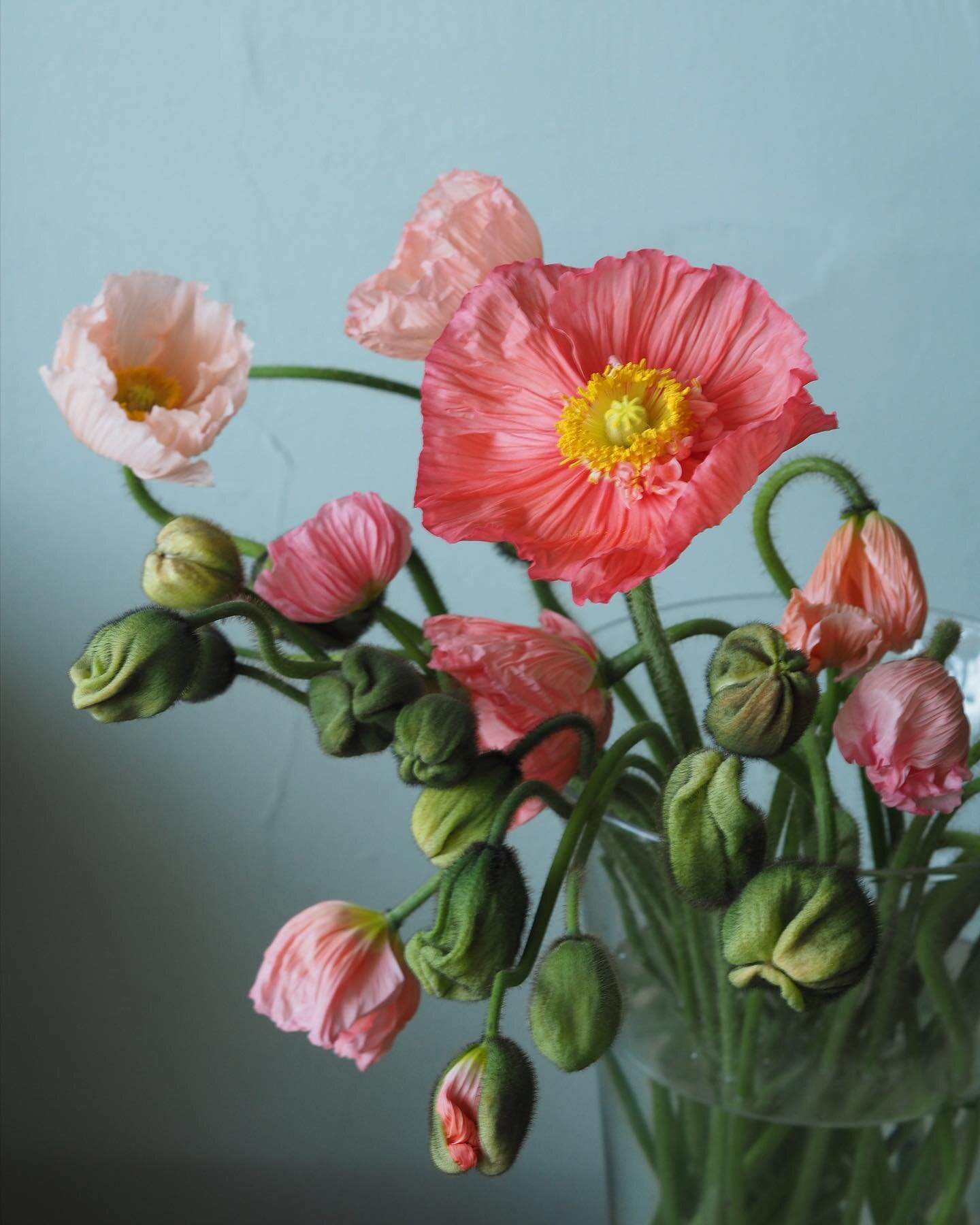 Hello Beautiful ❣️

#poppies #icelandicpoppies #springflowers #localflowers #yvrflorist