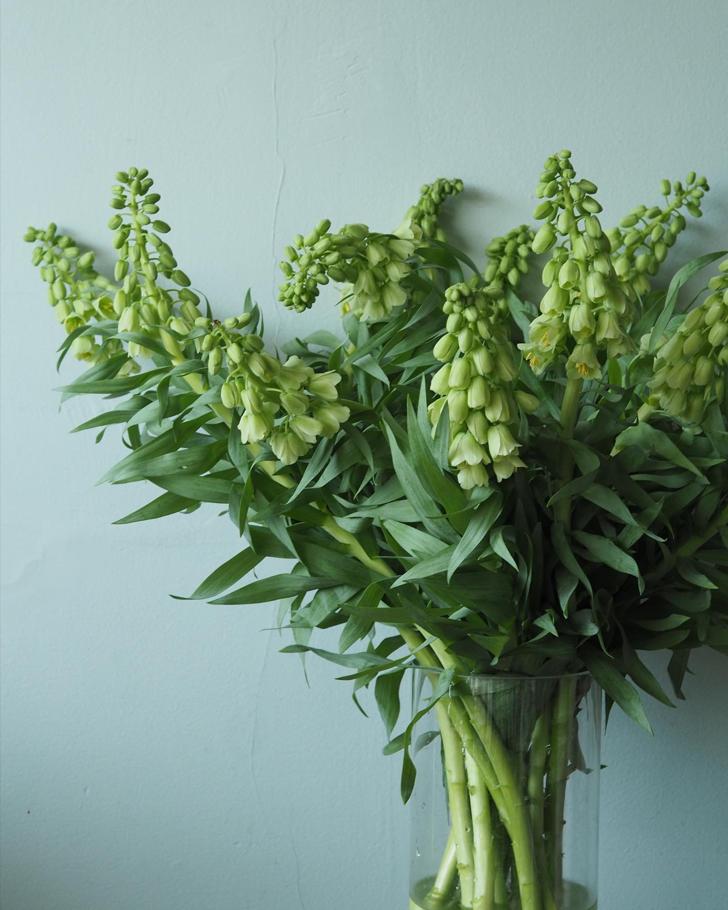 Delighted to get to work with these beauties 
Fritillaria Persicas 
On a very special event last week 💚

#fritillaria #fritillariapersica #springflowers #greenblooms #yvrflorist