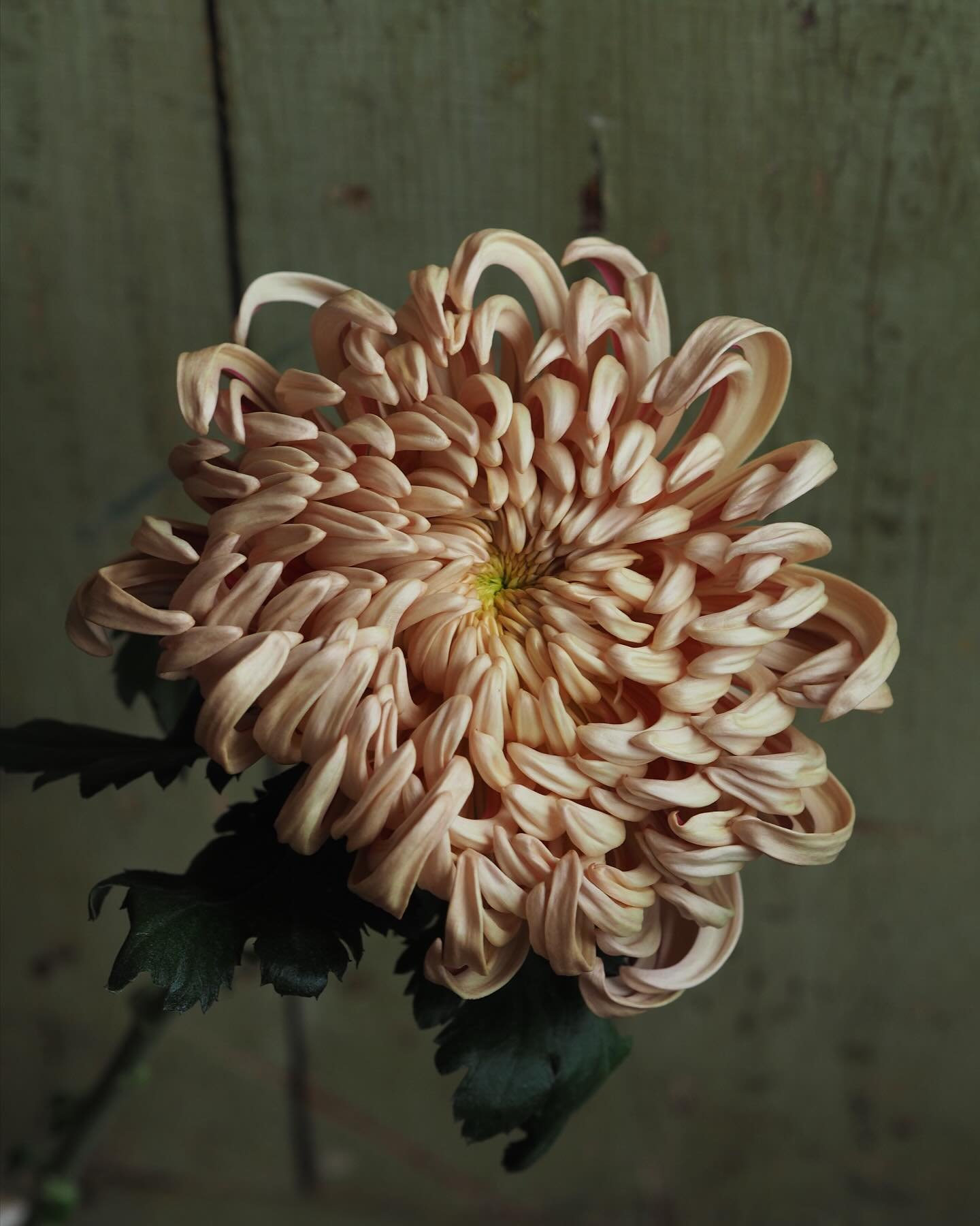 Part Chrysanthemum, part sea anemone?
Stocked up on these burnished copper mums for the week💫

#chrysanthemums #fallflowers #goldenflowers #copperflowers
