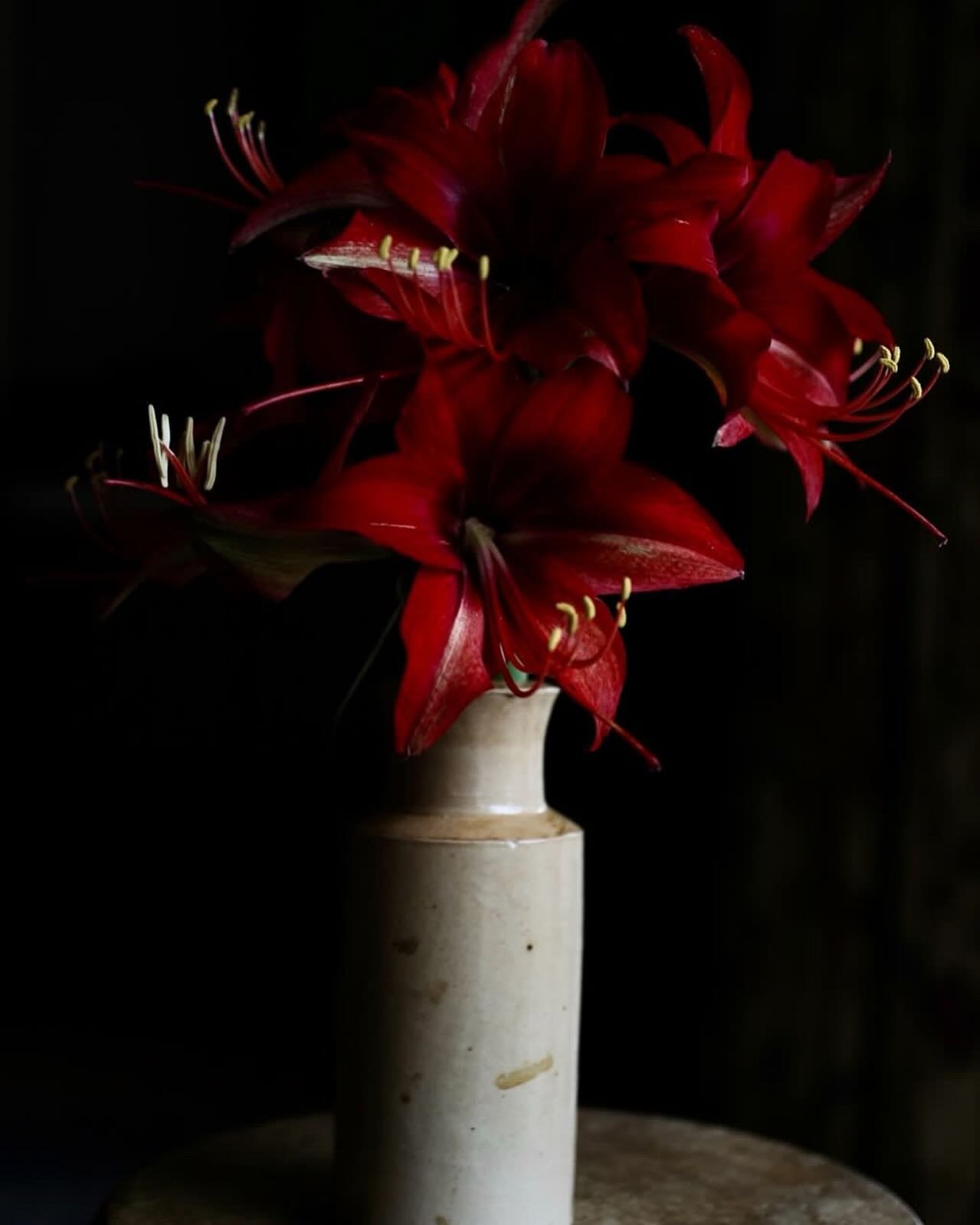 Cut Amaryllis perfectly captured by @rosiedaykin 
What can&rsquo;t this lovely lady do??!

And be sure to pop by the shop and pick up some cut Amaryllis for yourself!
4 Different varieties to choose from this week~

#amaryllis #cutamaryllis #christma