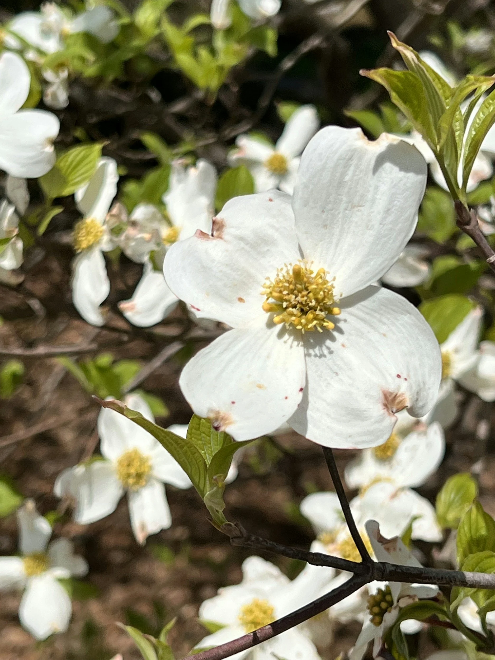 Dogwood Flowers 