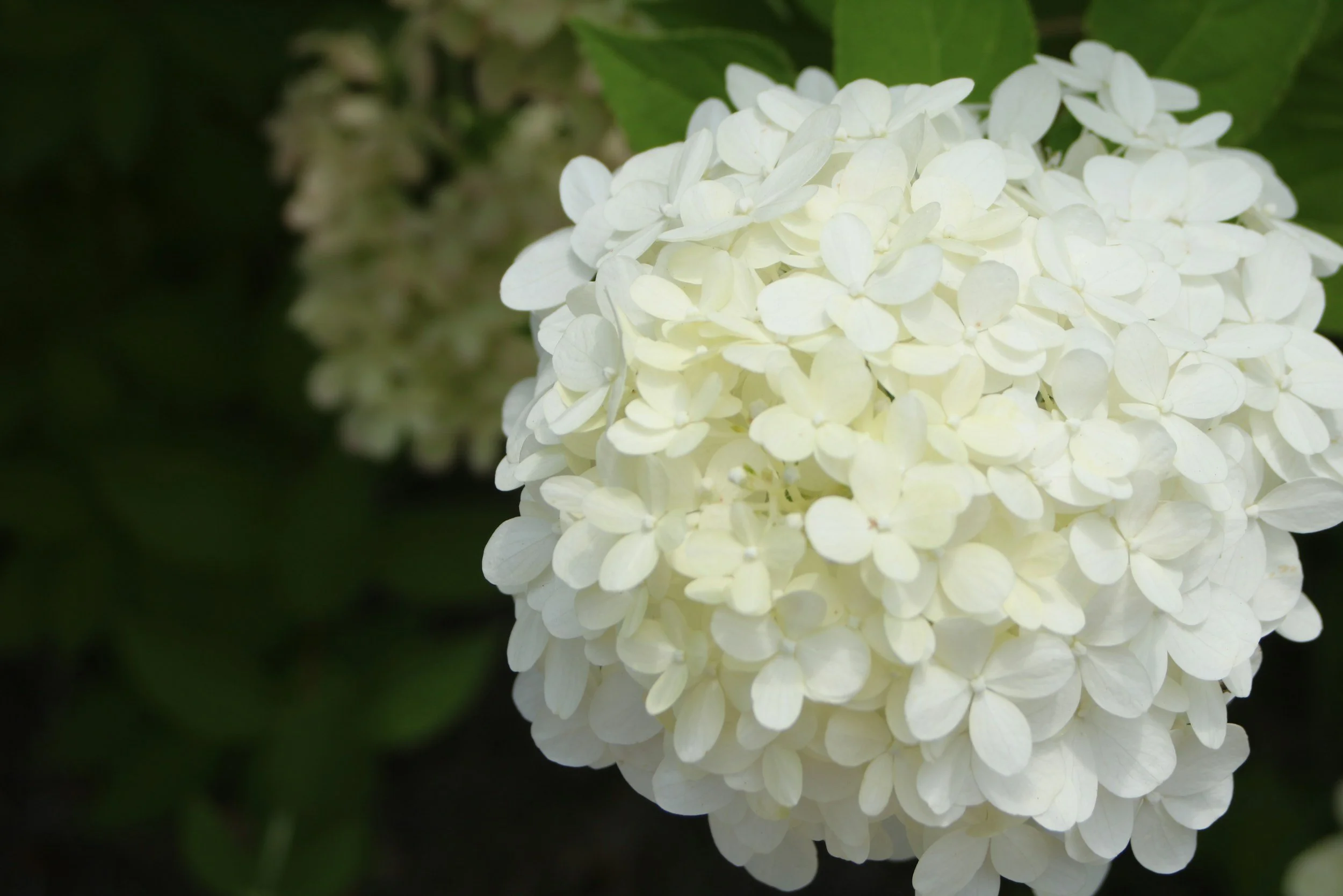 White Hydrangeas