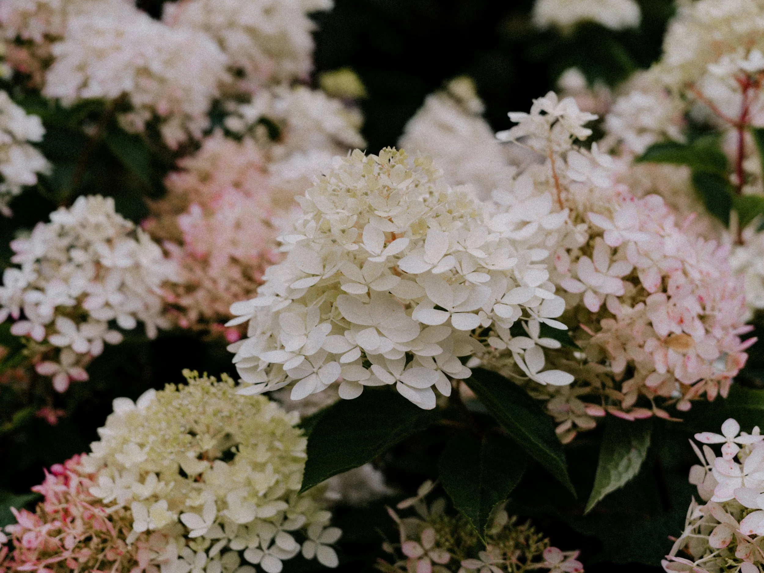 Hydrangeas