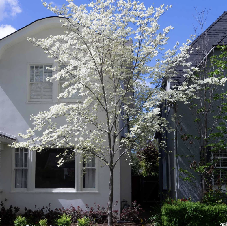 White Dogwood