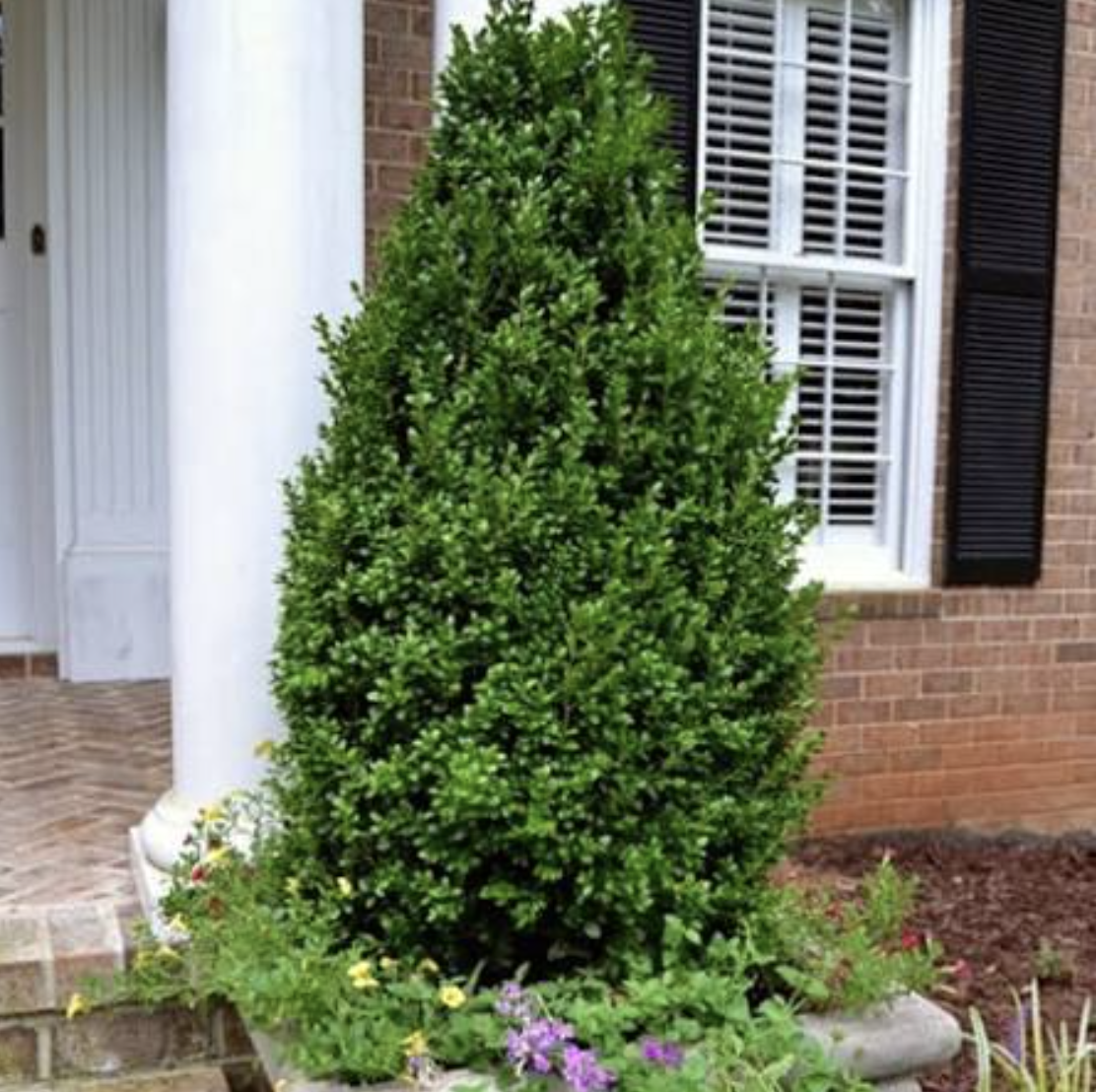 Boxwoods