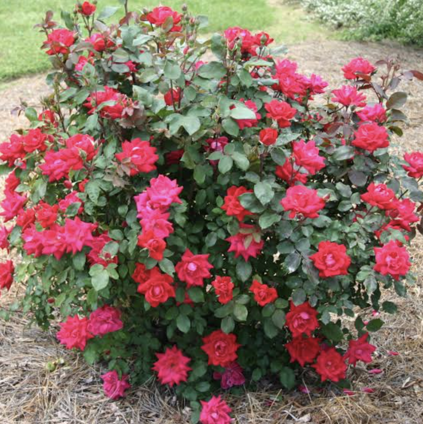 KnockOut Roses