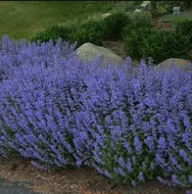Catmint