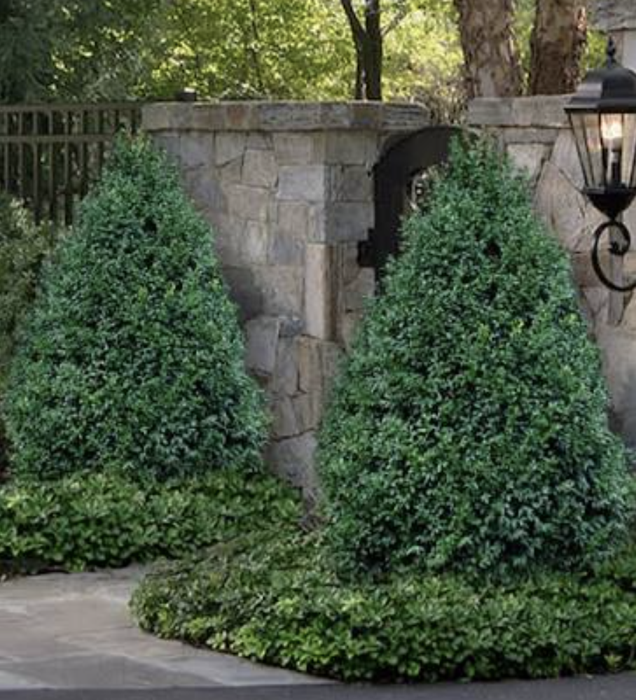 Boxwoods