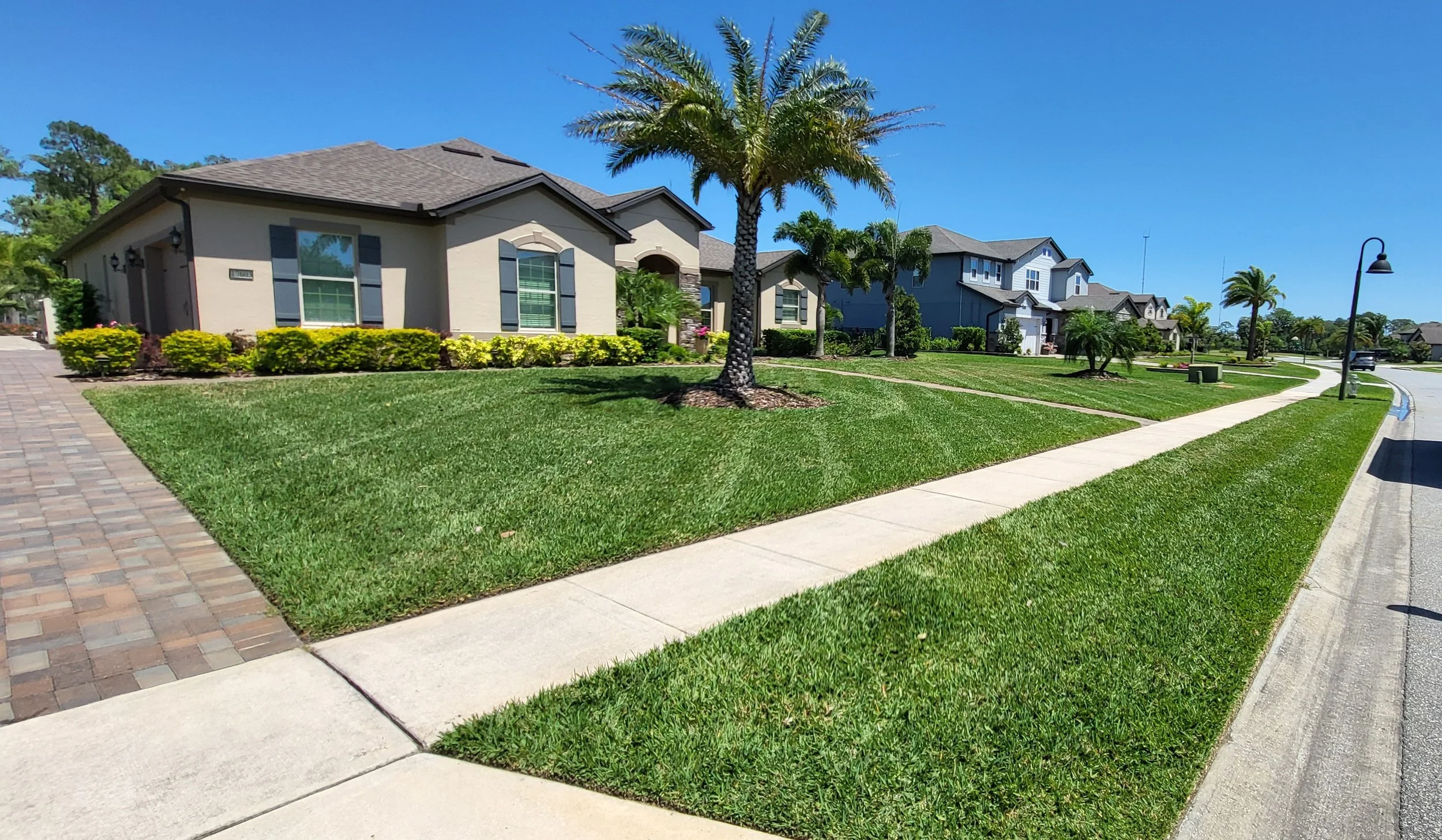 Suburban neighborhood with well-maintained lawns, palm trees, sidewalks, and houses under a clear blue sky.