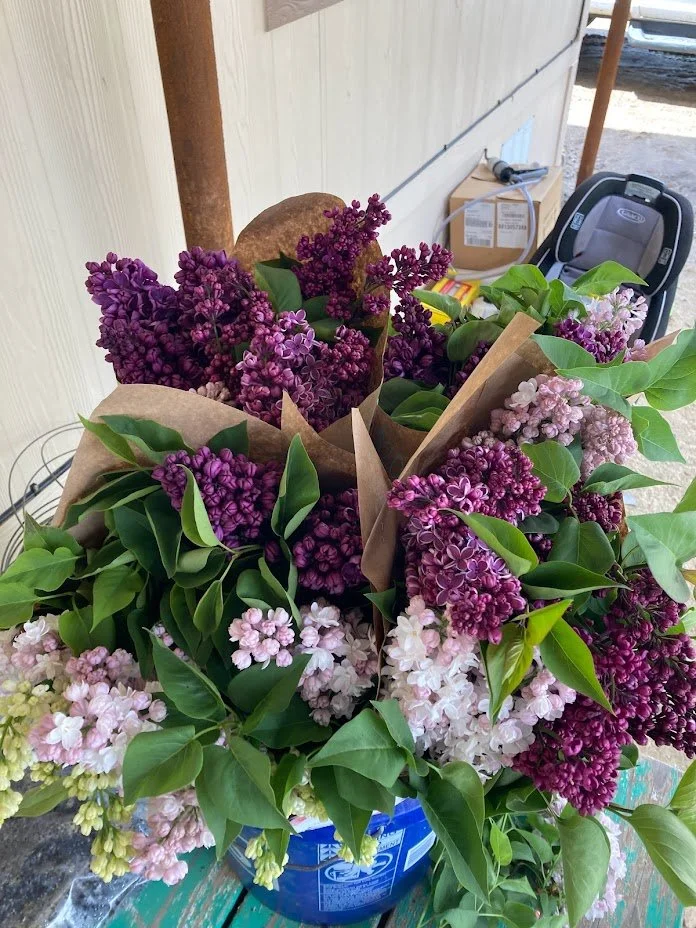 lilacs1.jpg