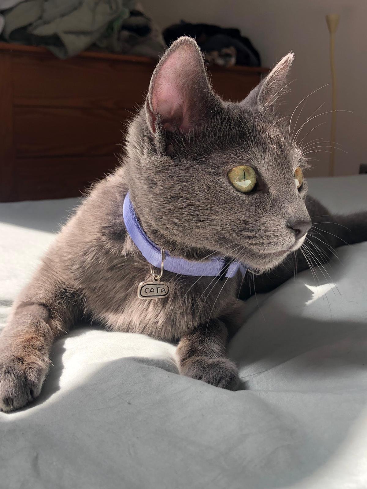 joia mascota