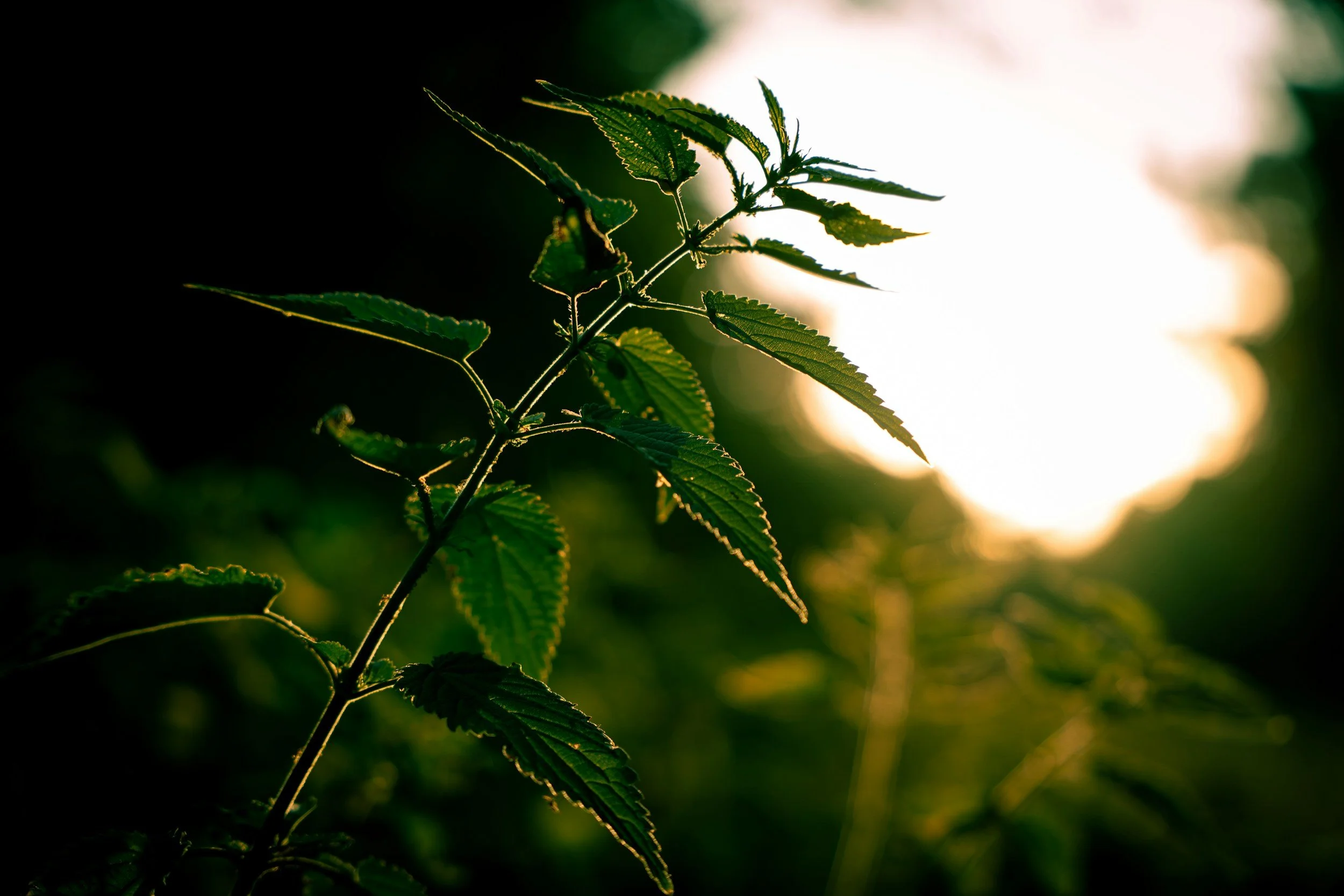 Nettle Shamanic Plant Spirit Initiation