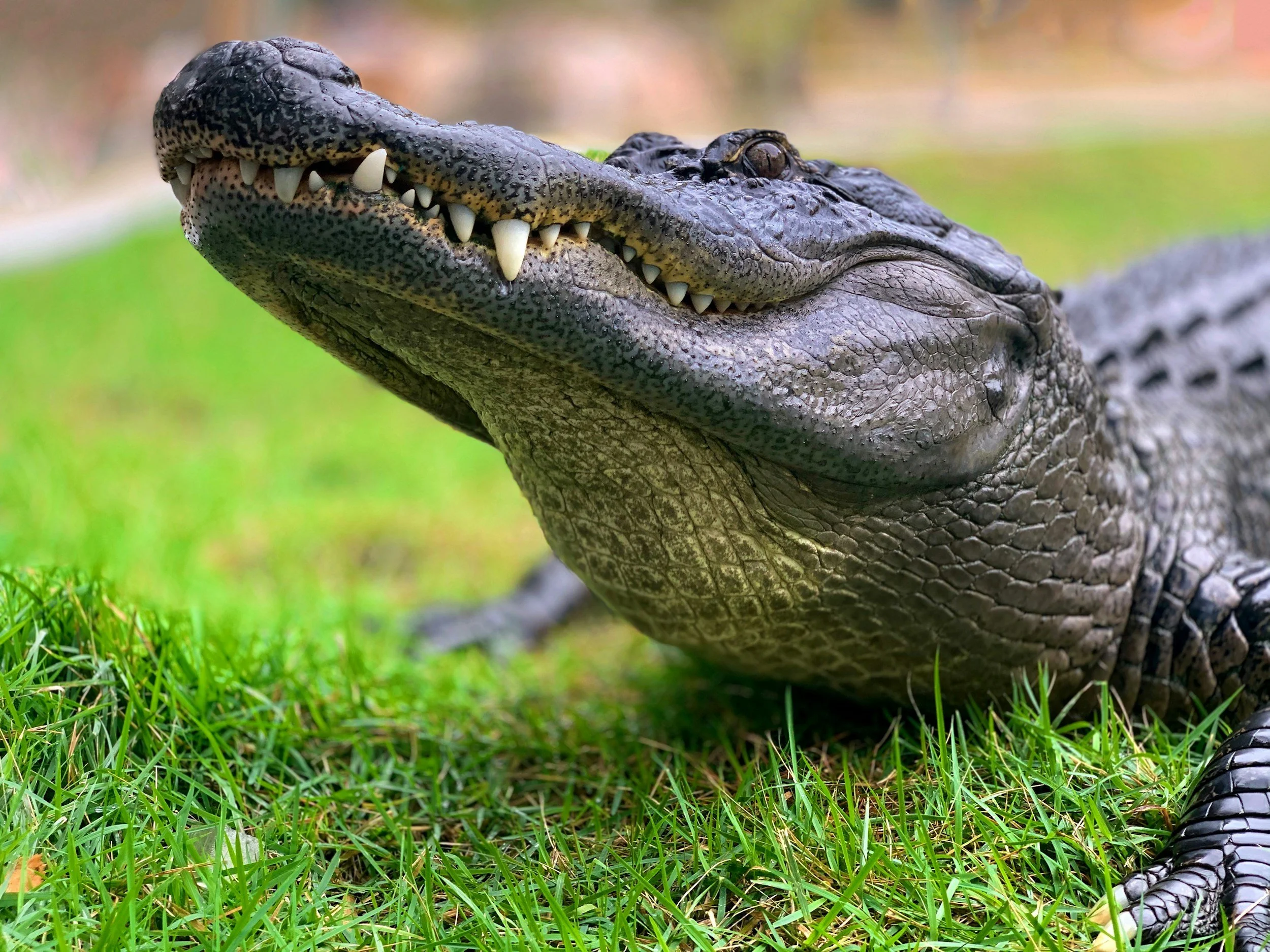 Alligator (Crocodile) Power Animal
