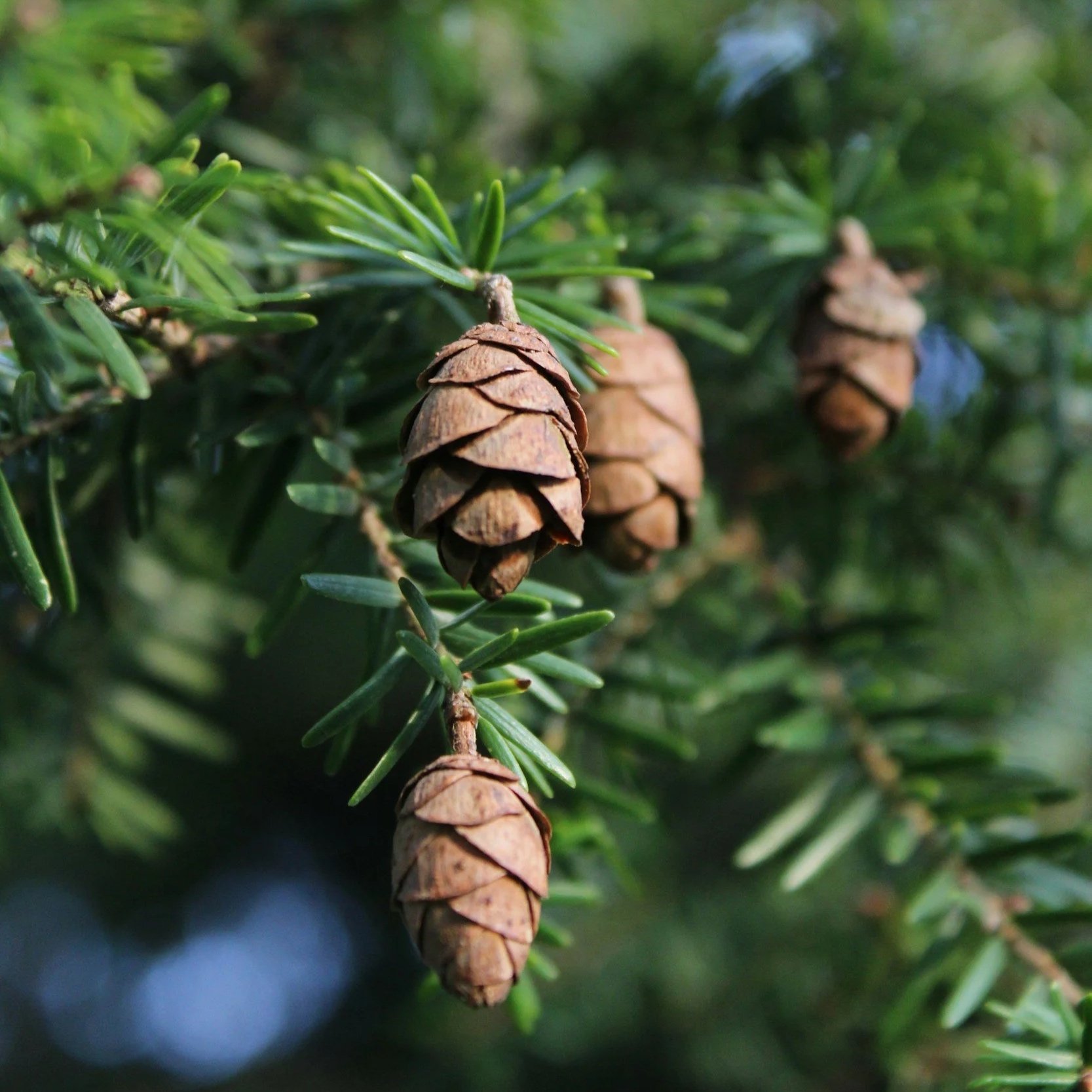 Cedar Shamanic Plant Spirit Initiation