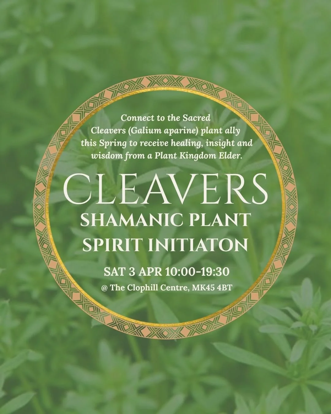 Cleavers Shamanic Plant Spirit Initiation