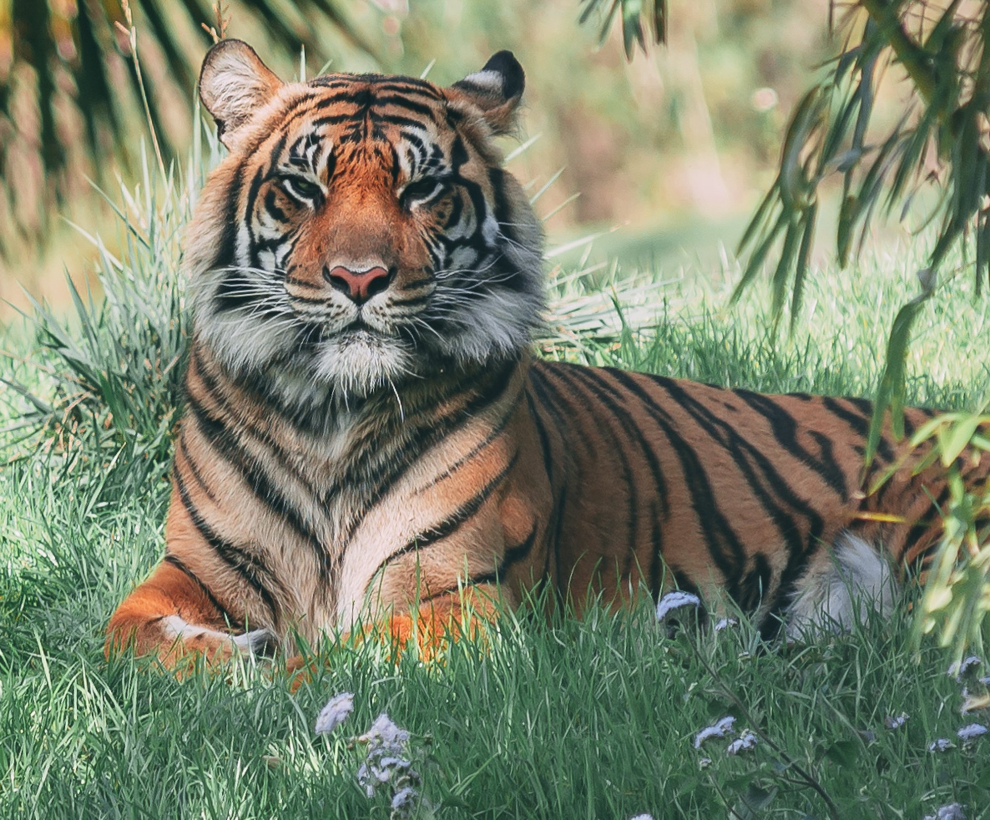 TigeratDak.jpg