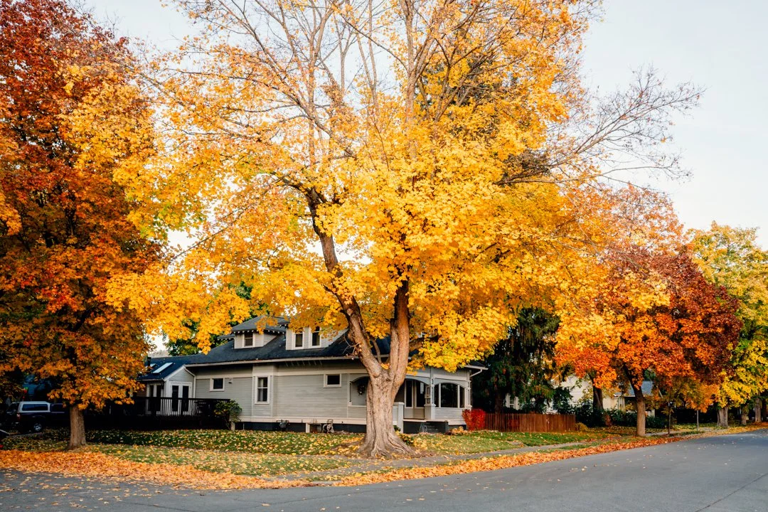 Autumn Leaves in Coeur d’Alene, Idaho - October 2024