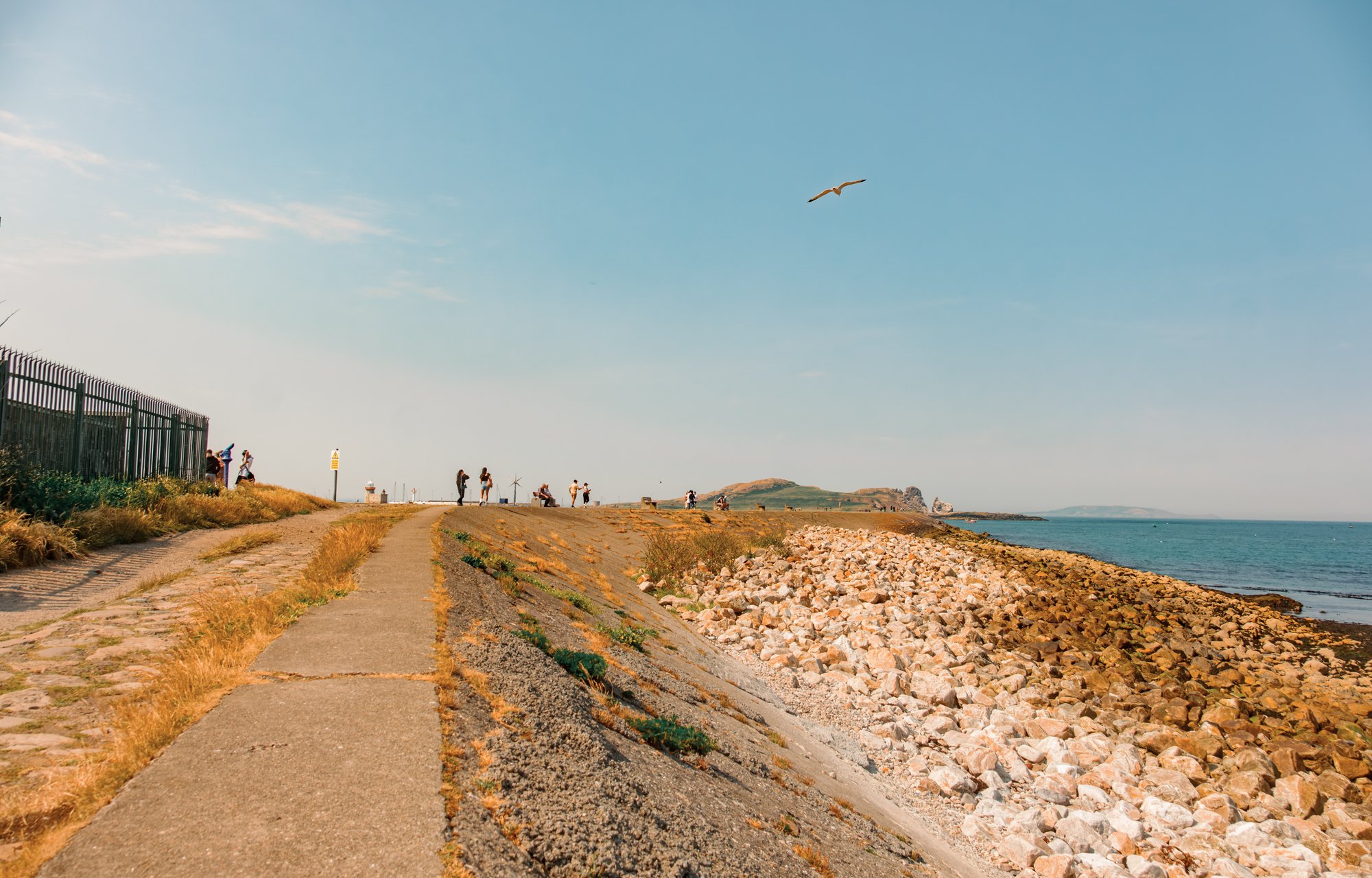 BeachTrailGull-19.jpg