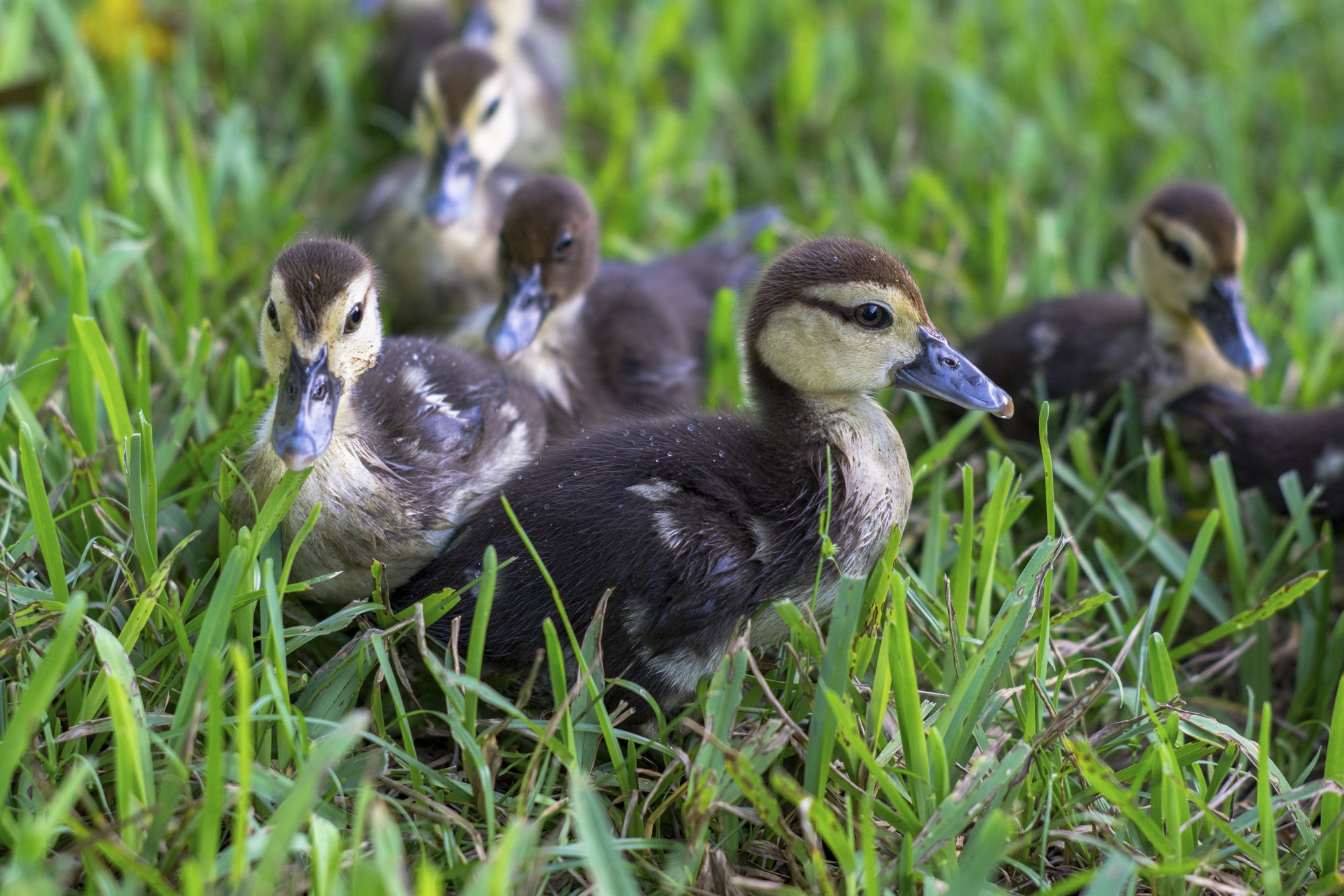 BabyDuck.jpg