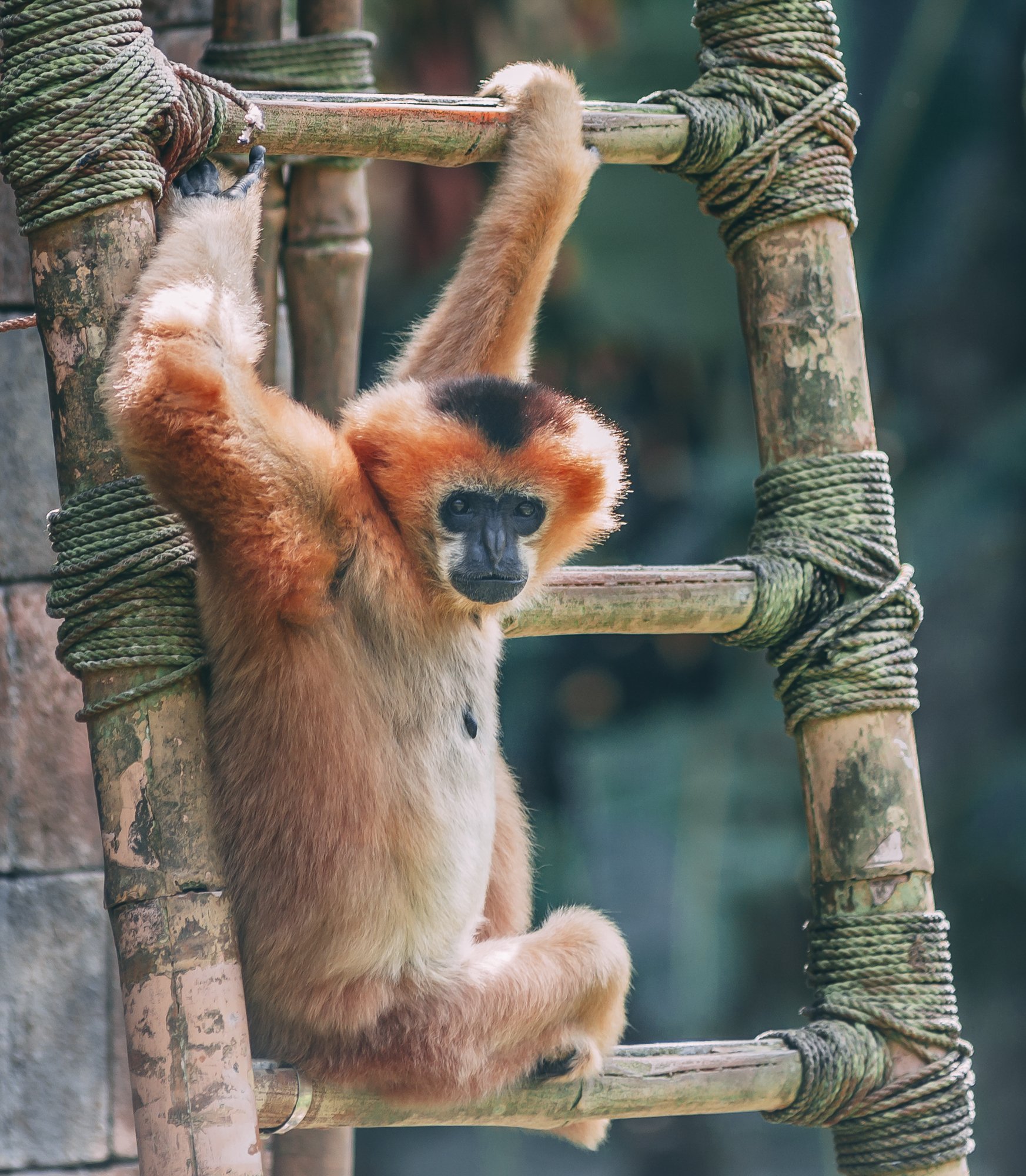 OrangeMonkey.jpg