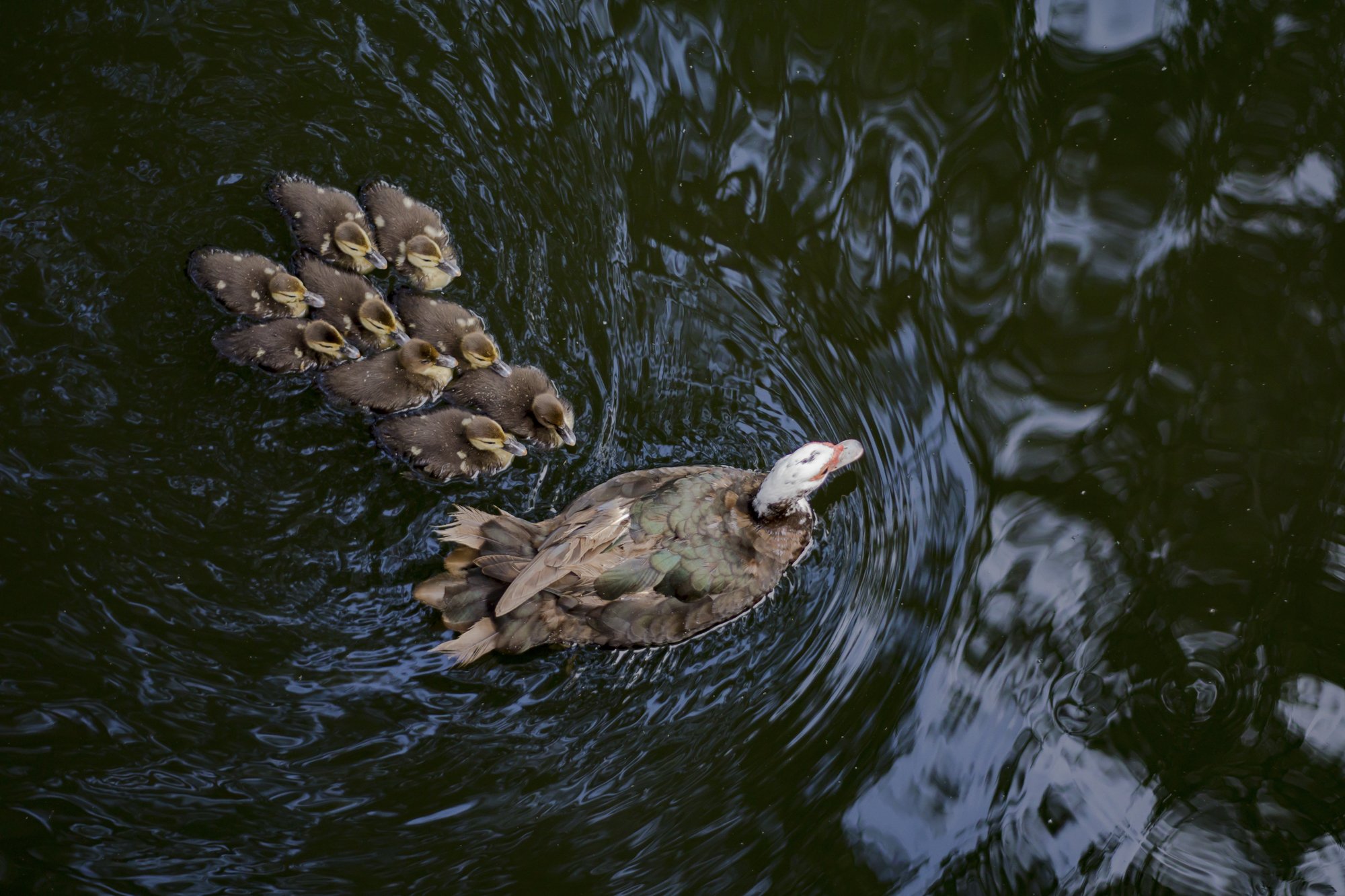 DuckFamily.jpg